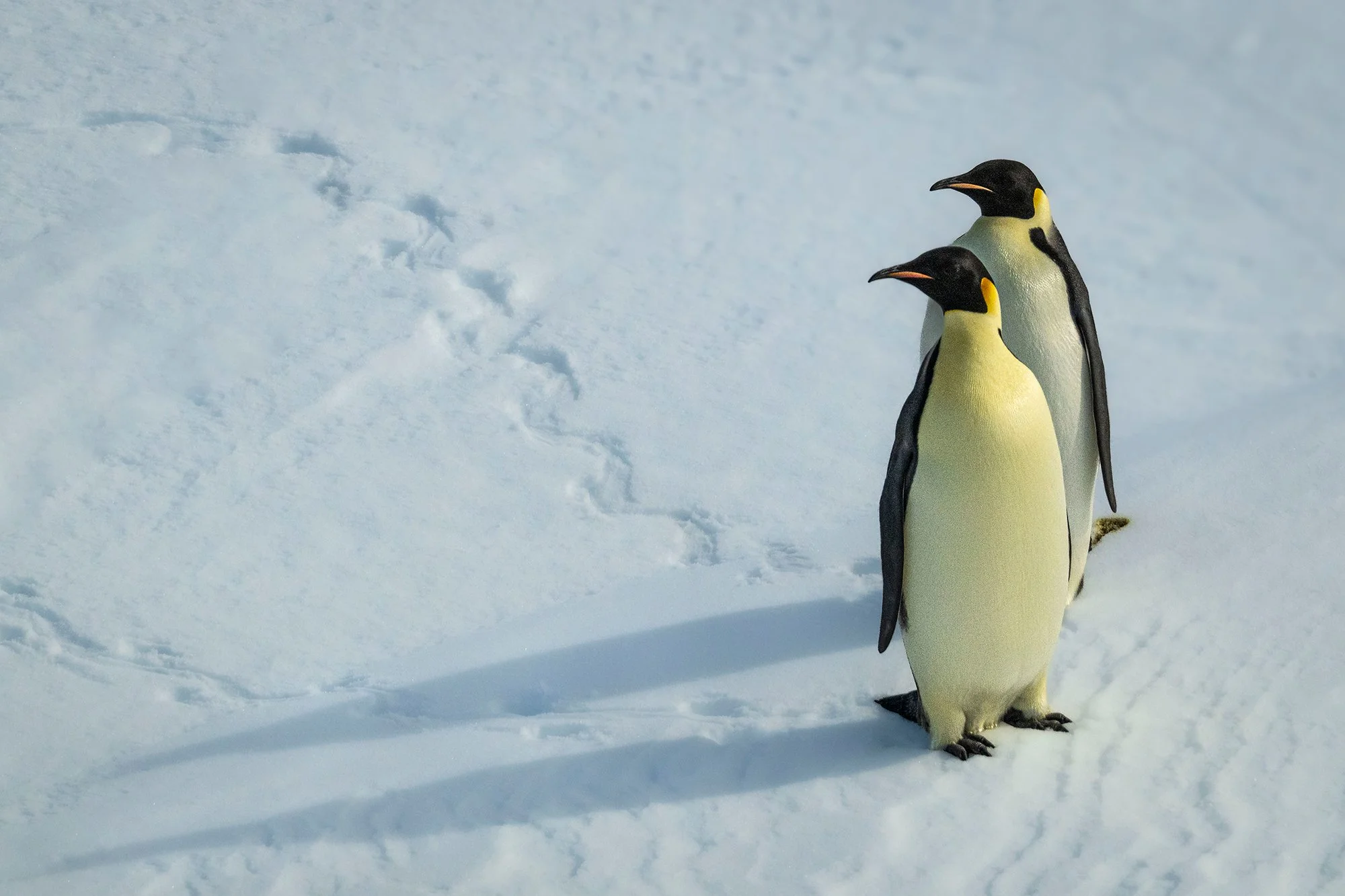 Emperors surveying their Kingdom