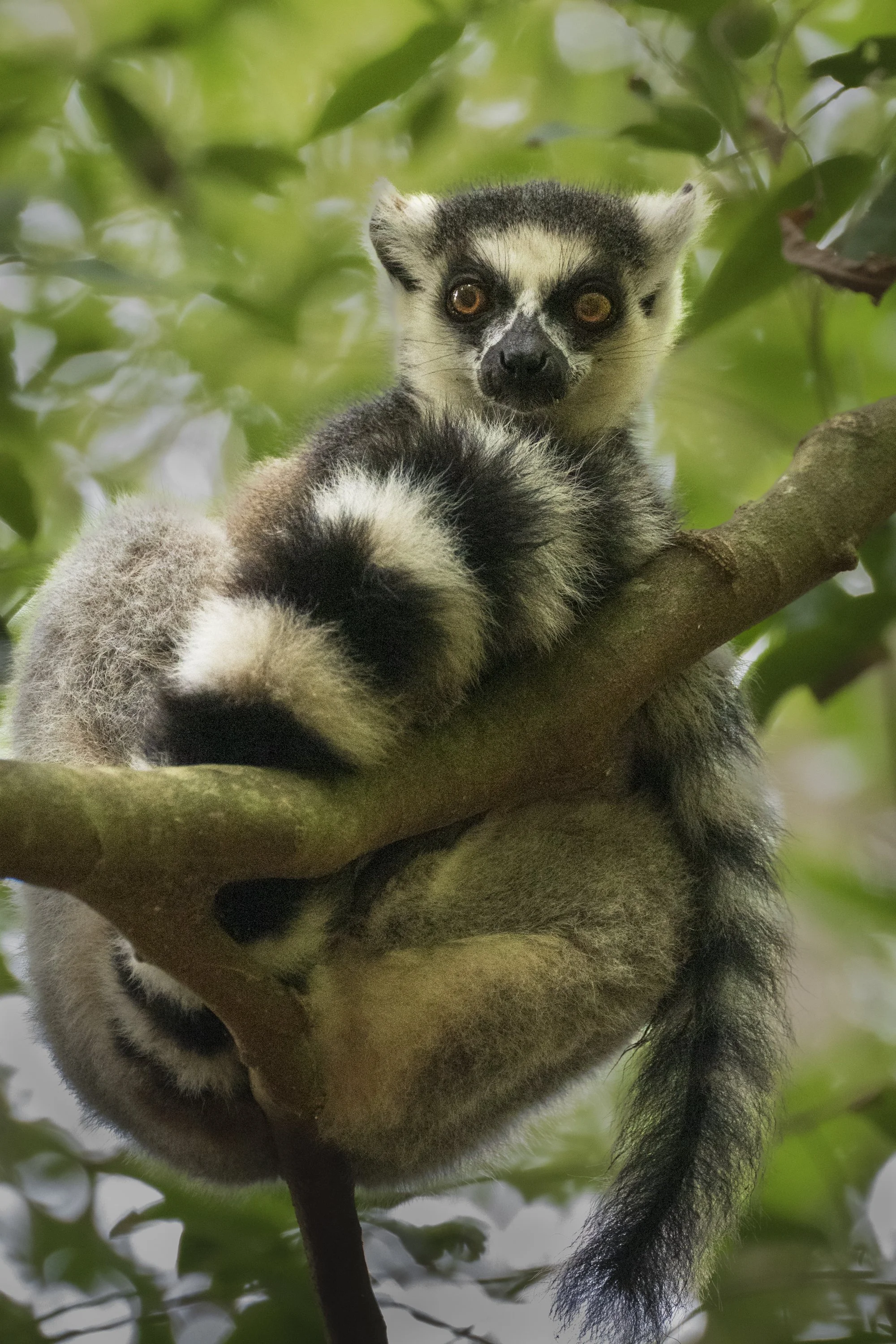 Ring Tail Lemur, Madagascar 