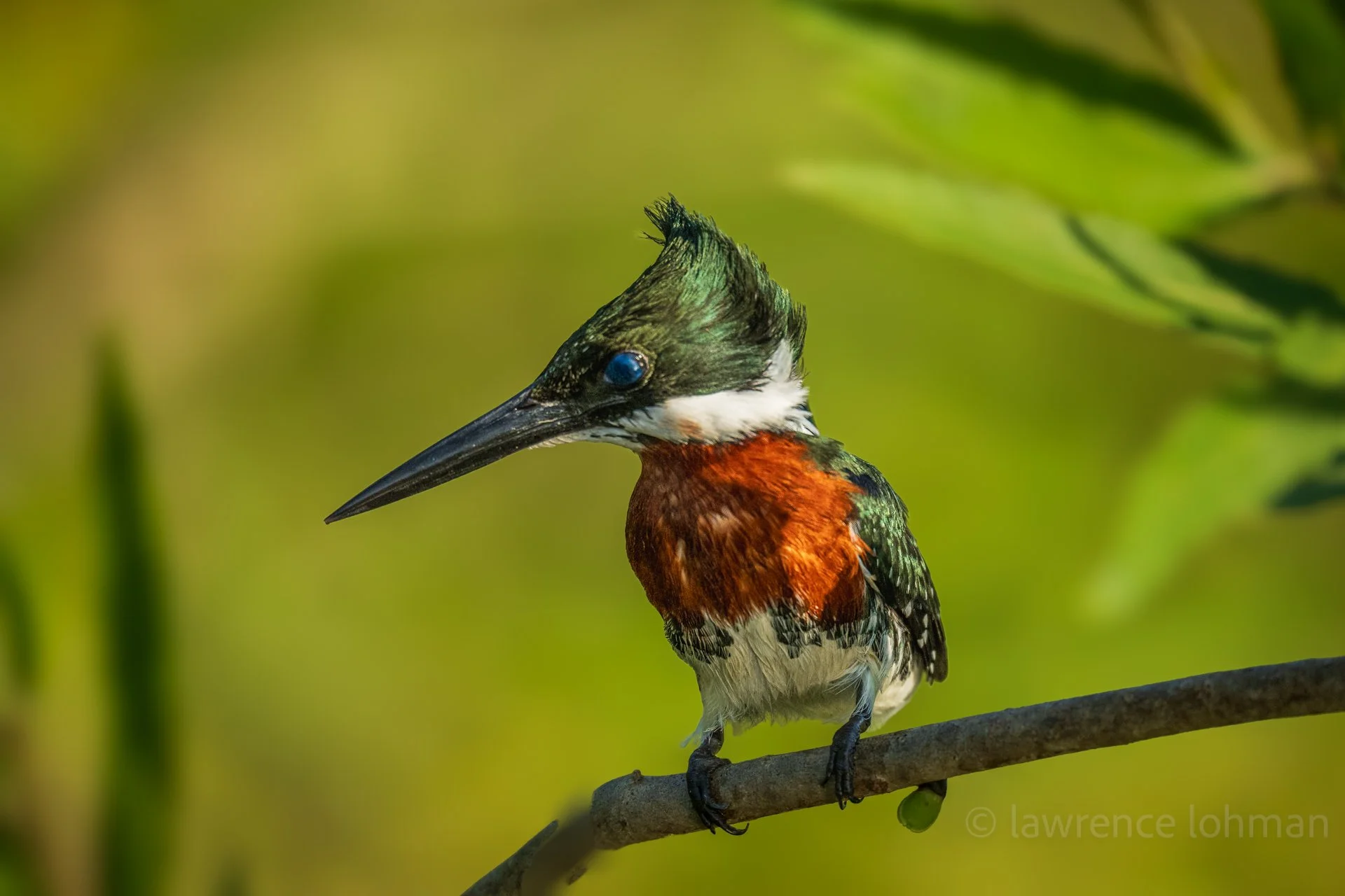 Green Kingfisher