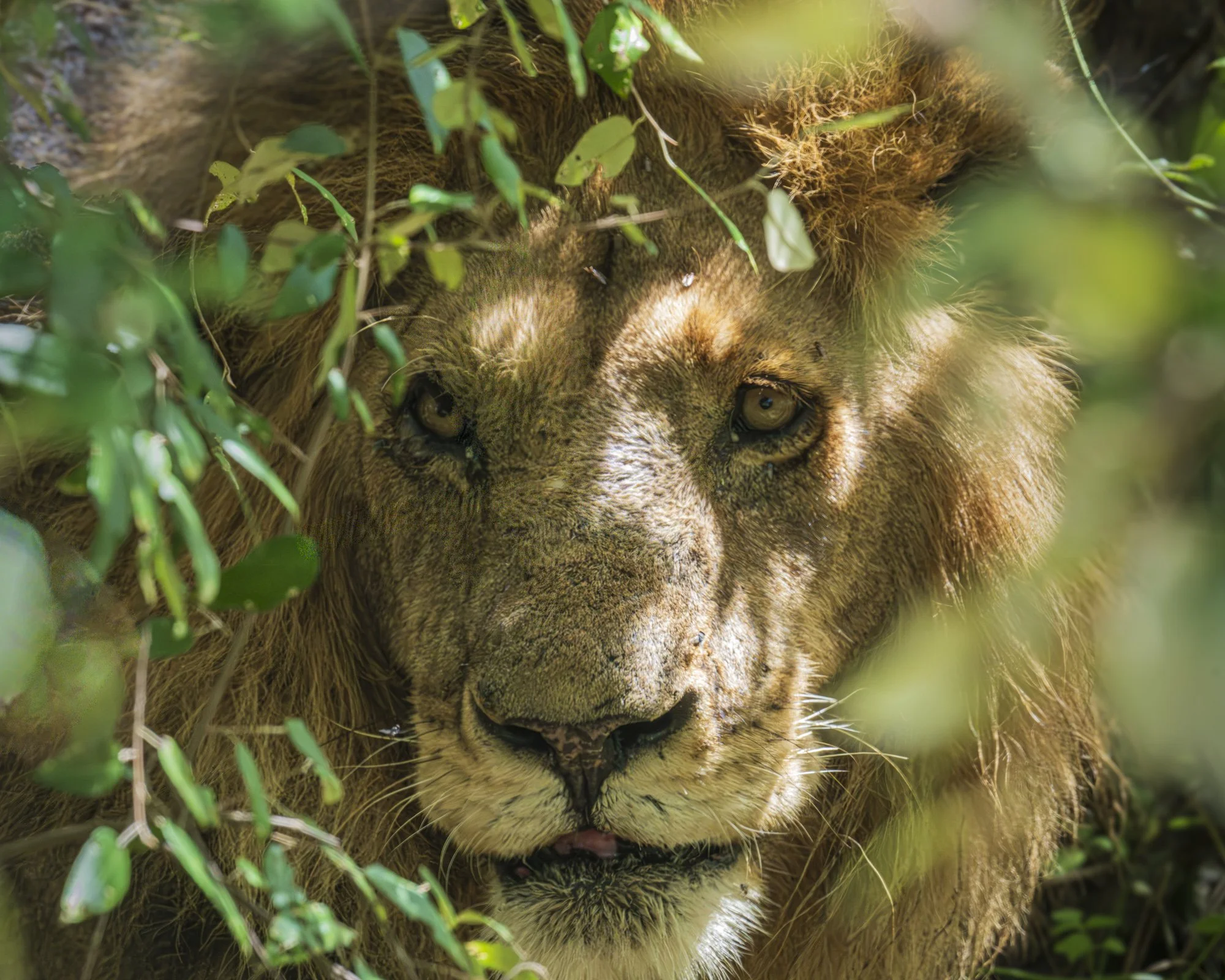 King of the Jungle, Kenya 