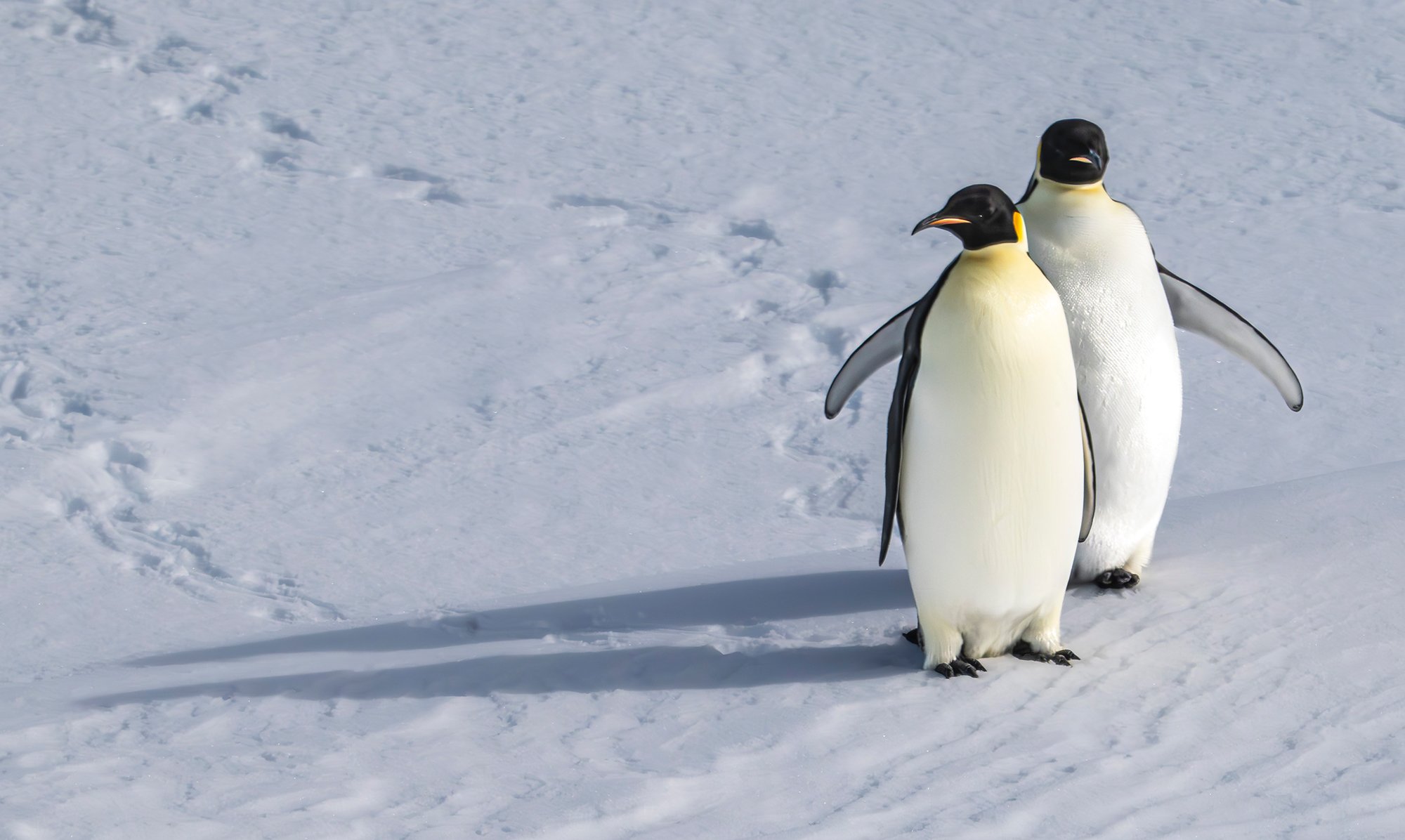 Emperor  Penguins
