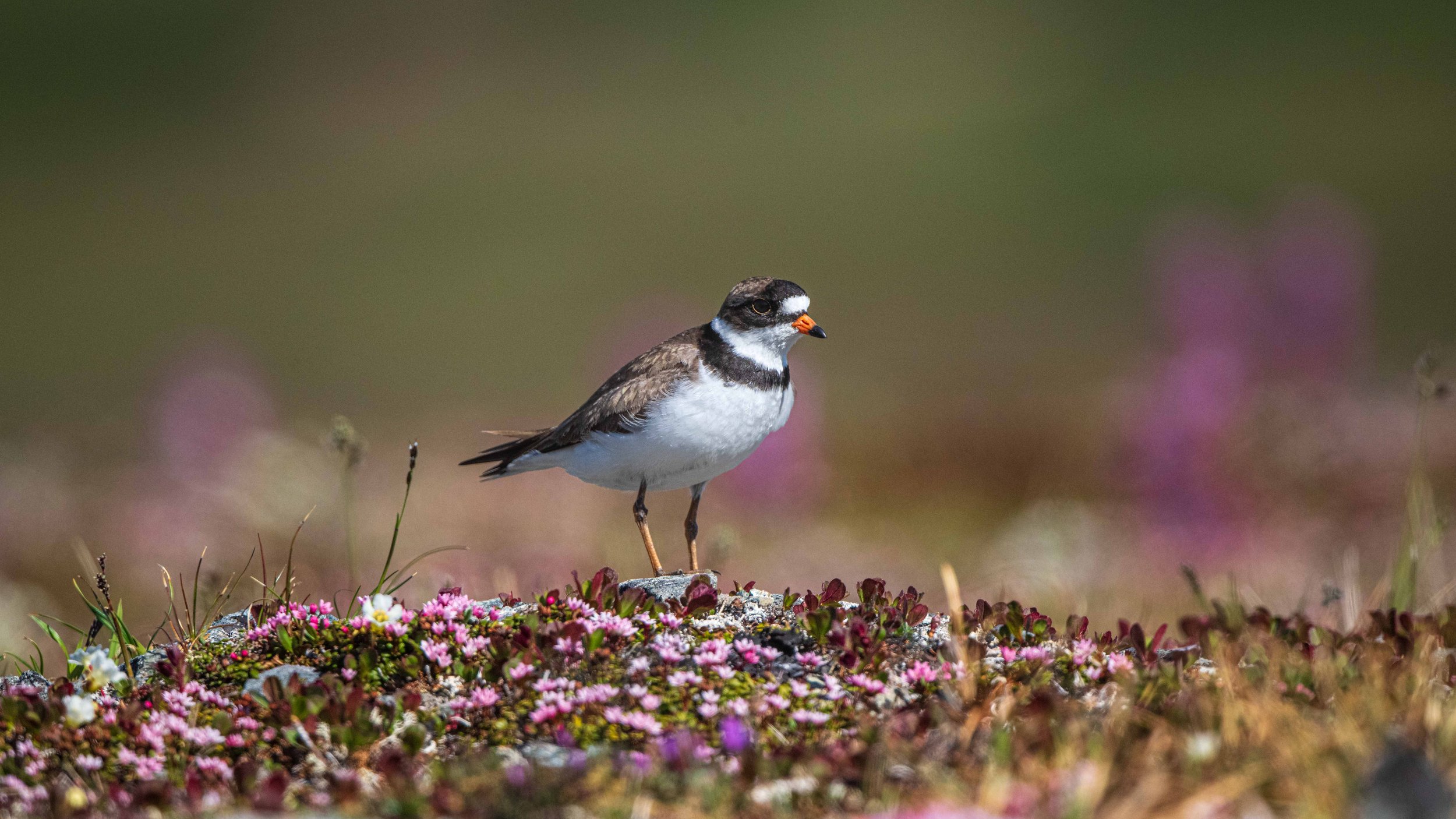 Blooming tundra, Ringed Plover