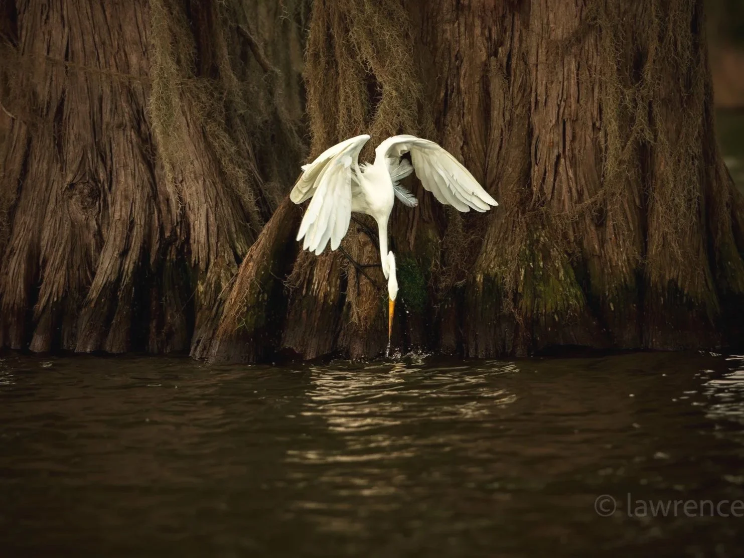 Fishing Egret