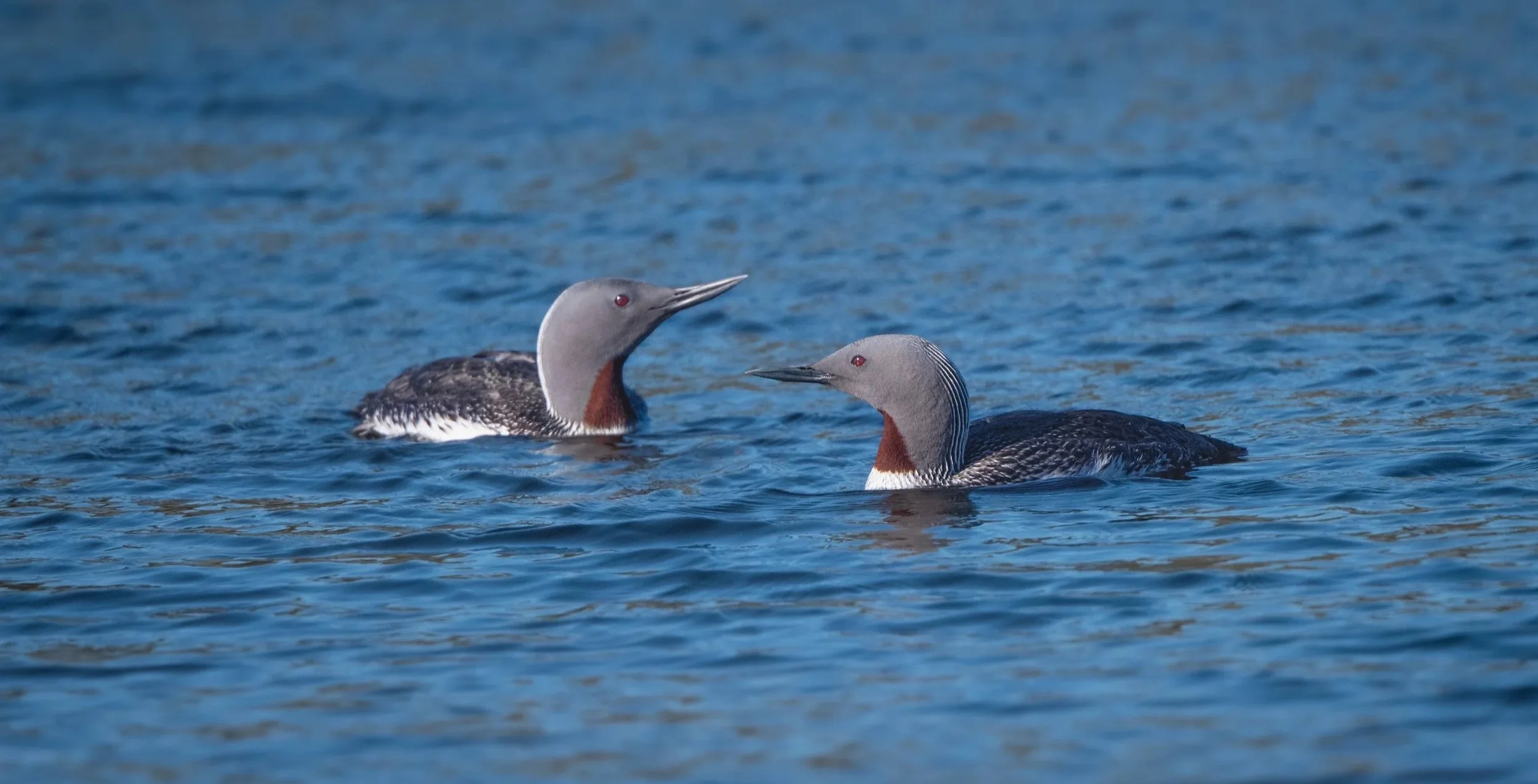 Red Throated Loon