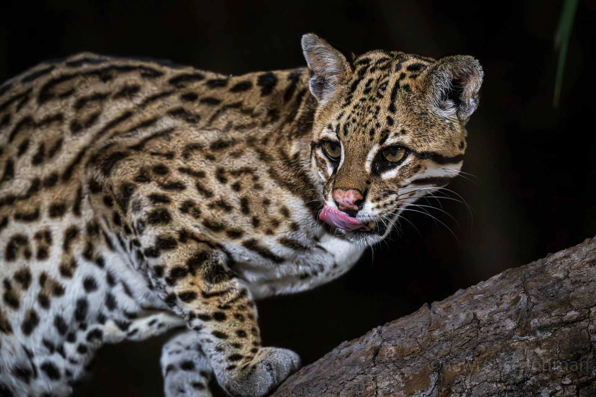 Ocelot