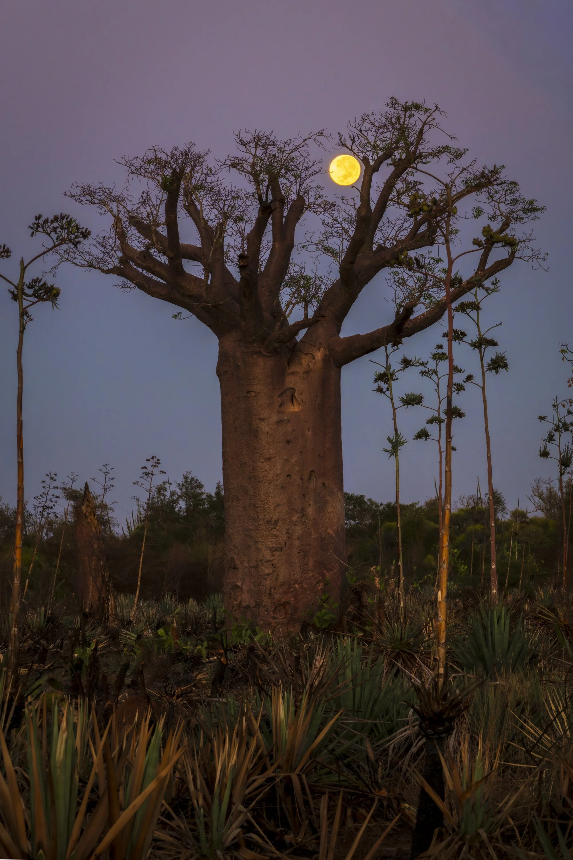 Madagascar, moonrise over Baobab 