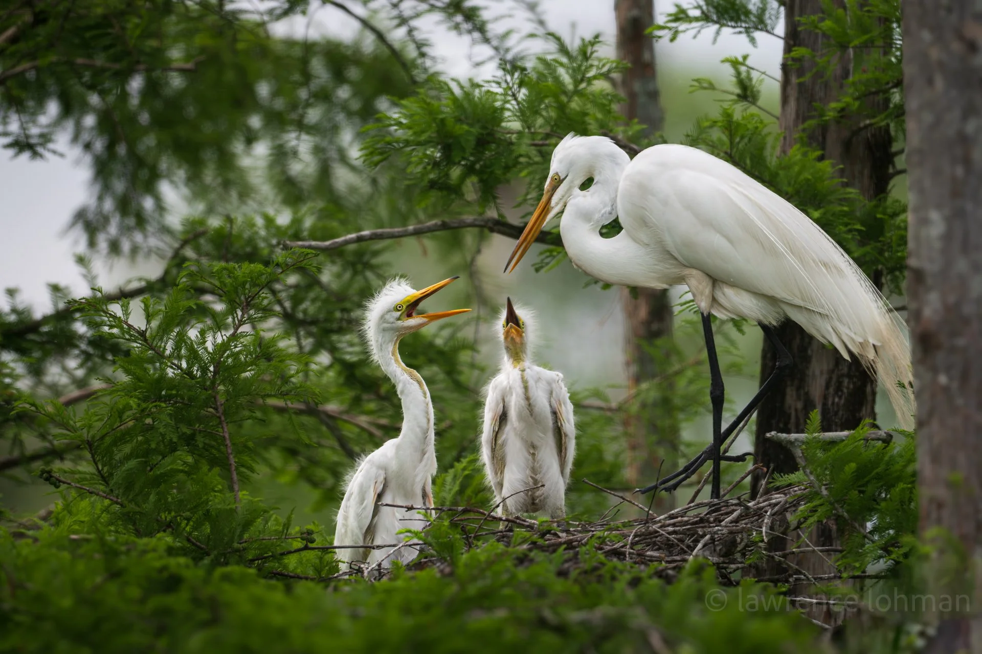 Egret Mom and Chicks