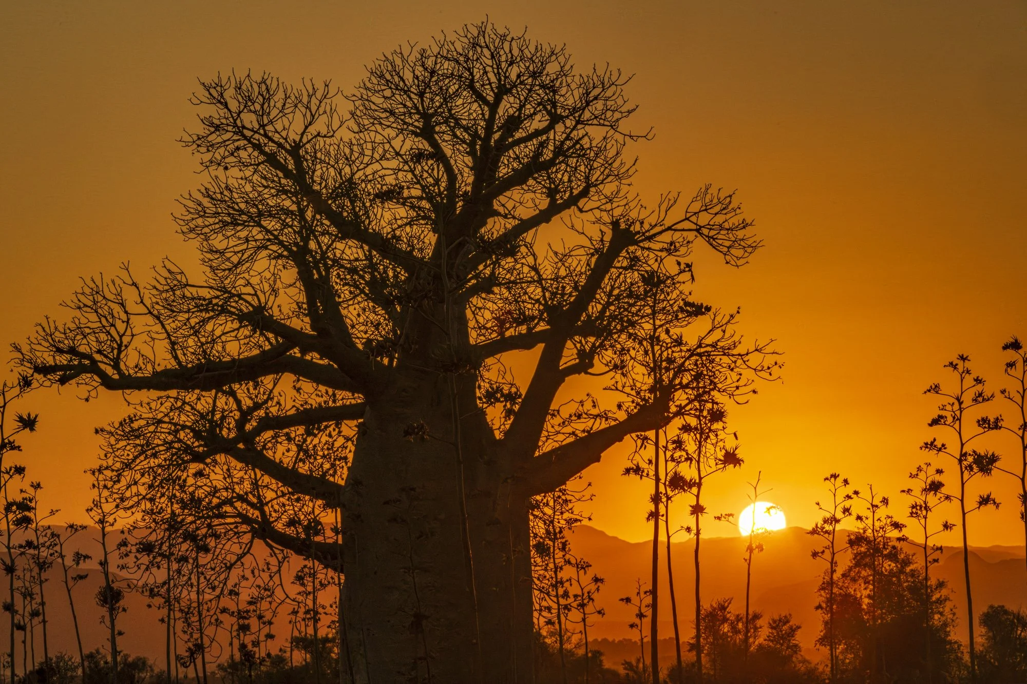 Sunrise over 1000 year old Baobab, Madagascar 