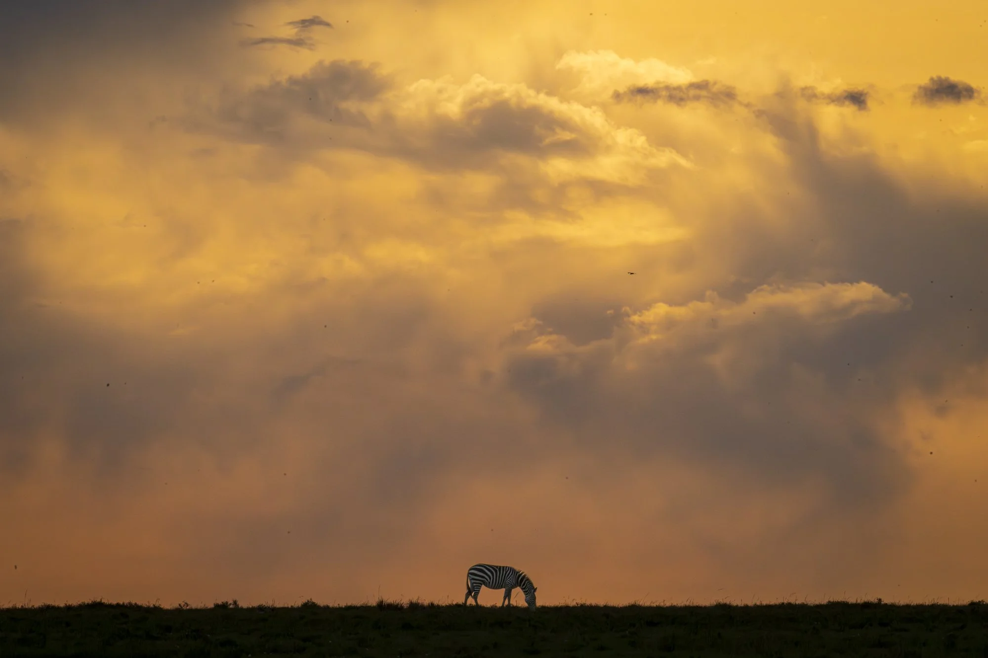 Zebra at sunrise, Masi Mara, Kenya 