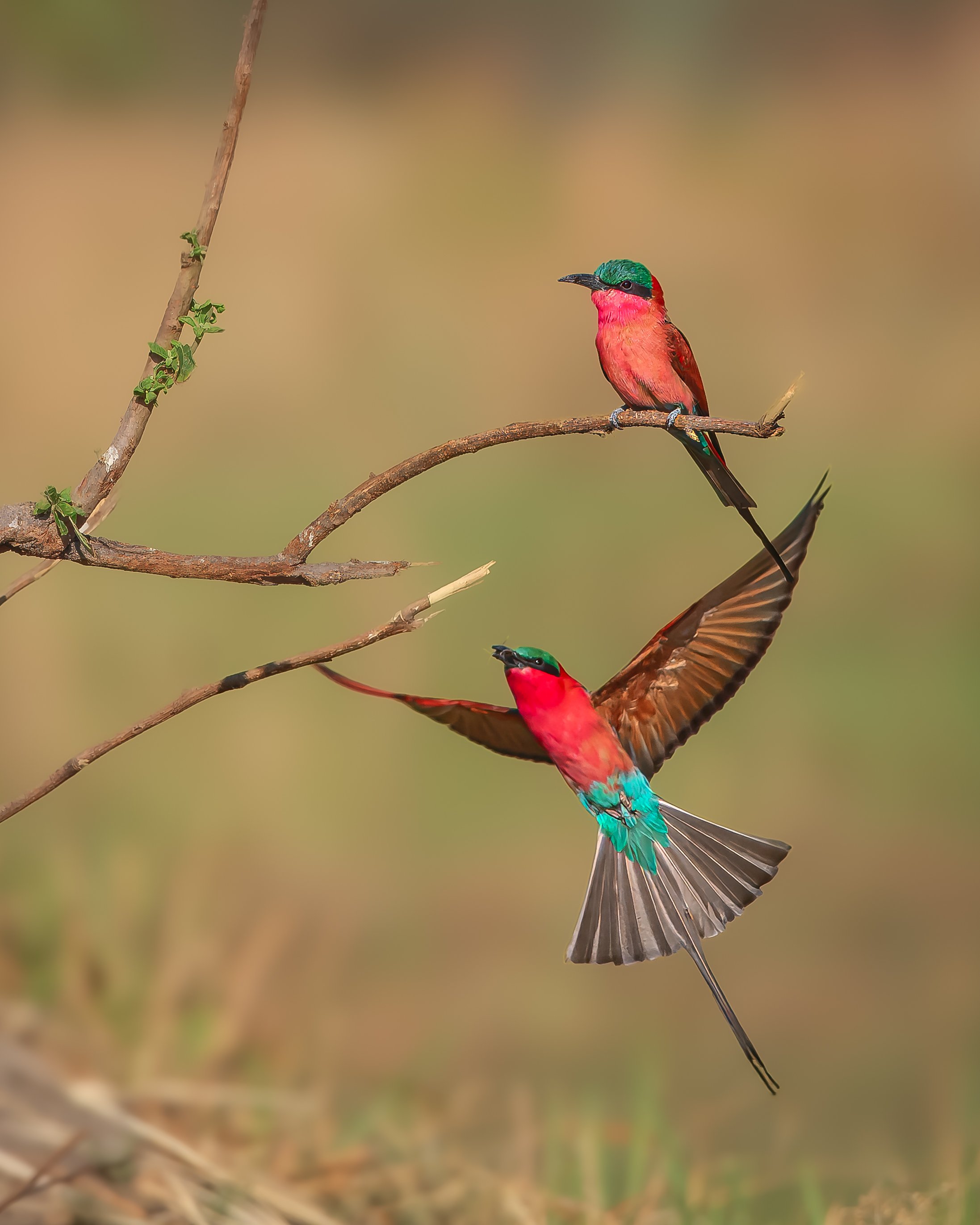 Southern Carmine Bee Eater, Okavango Delta, Botswana 