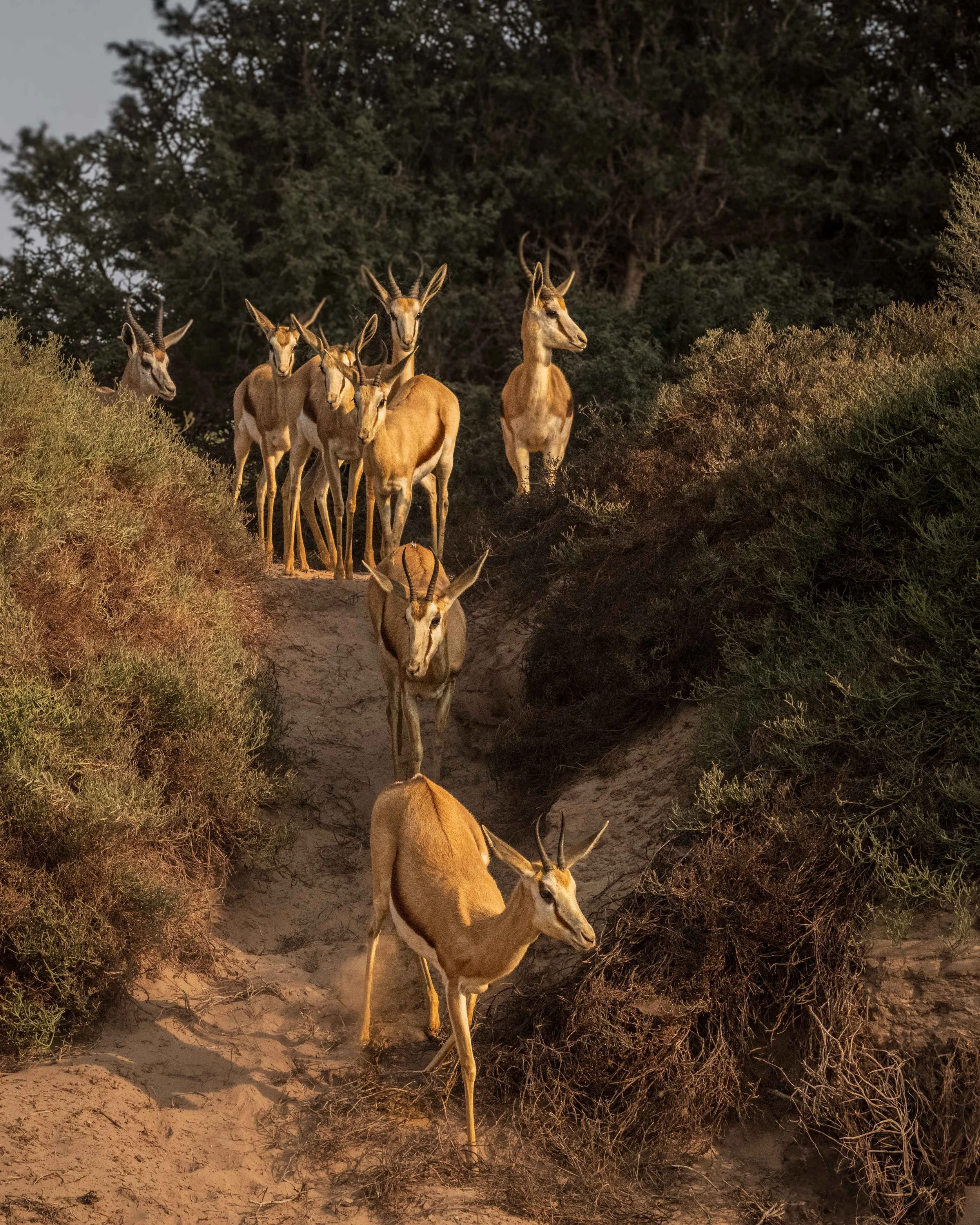Endangered Black Faced Impala, Namibia