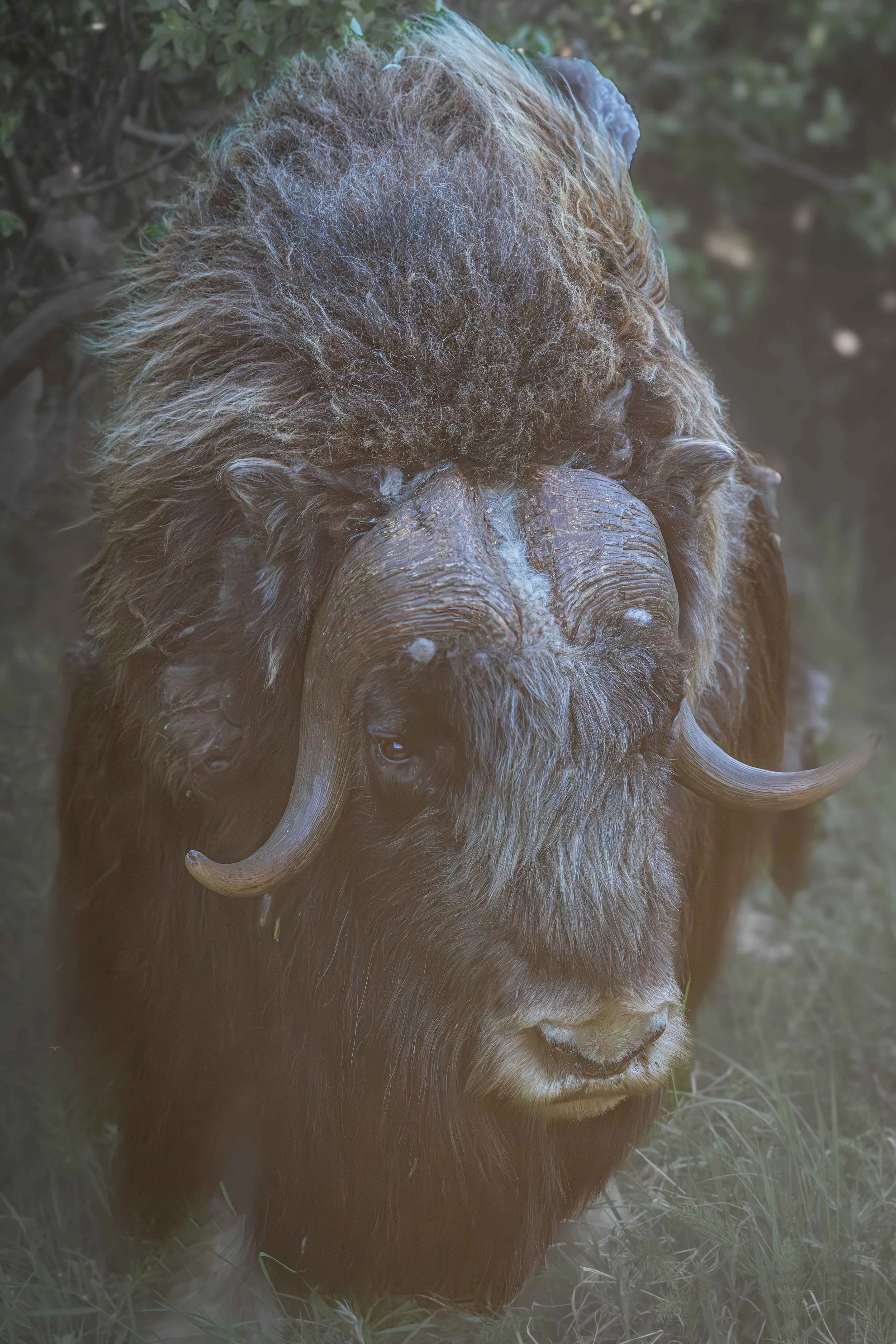 Musk Ox