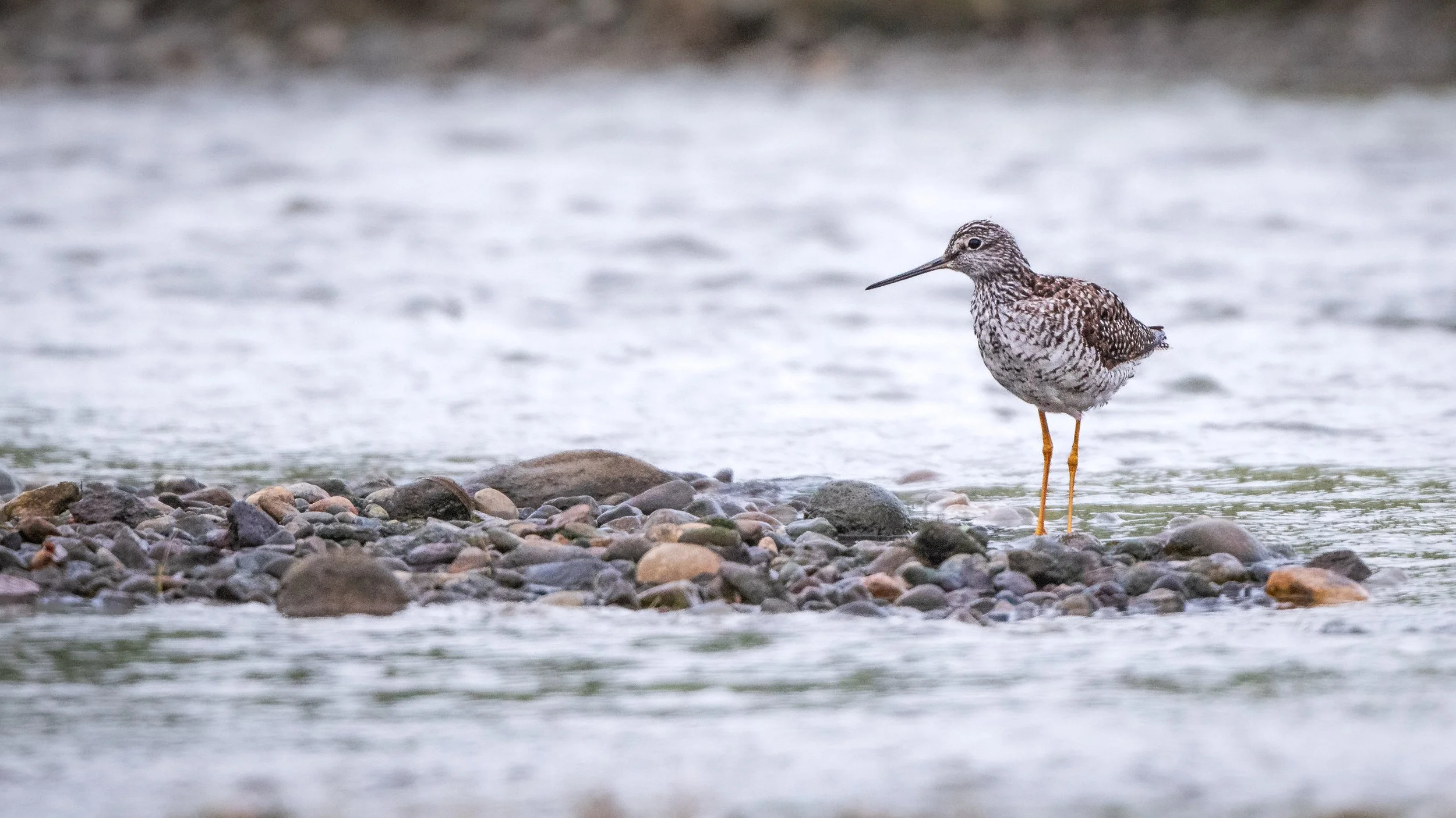 Greater Yellowlegs