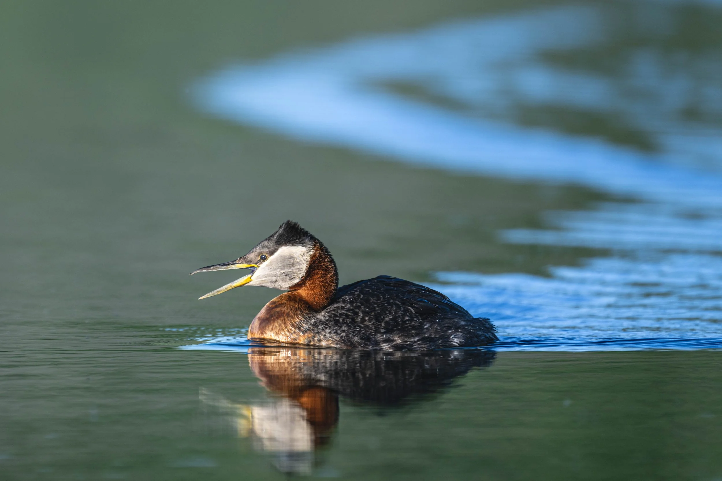 Red Necked Grebe
