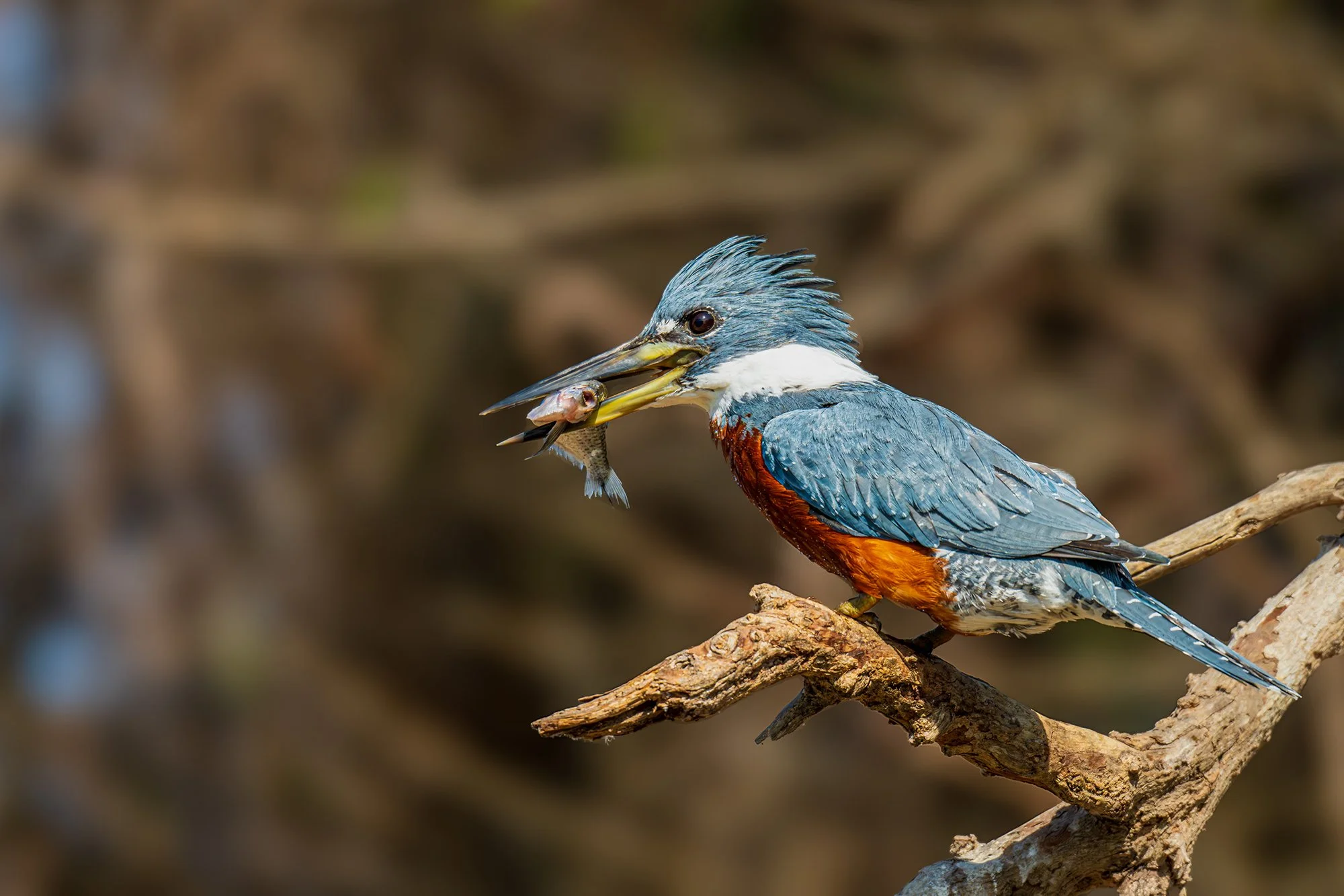 "LUNCH" Ringed Kingfisher