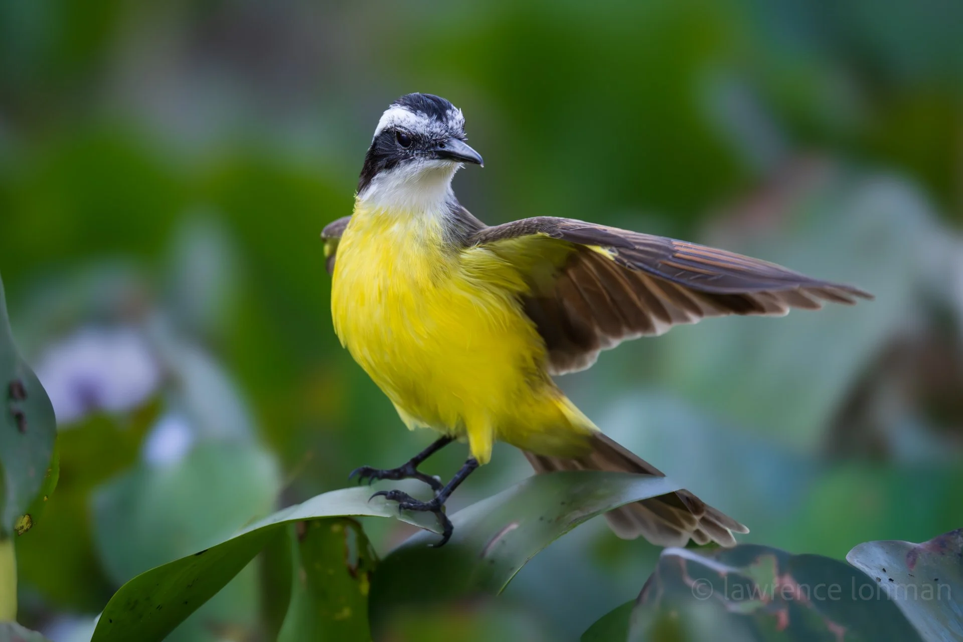 Golden-bellied Flycatcher