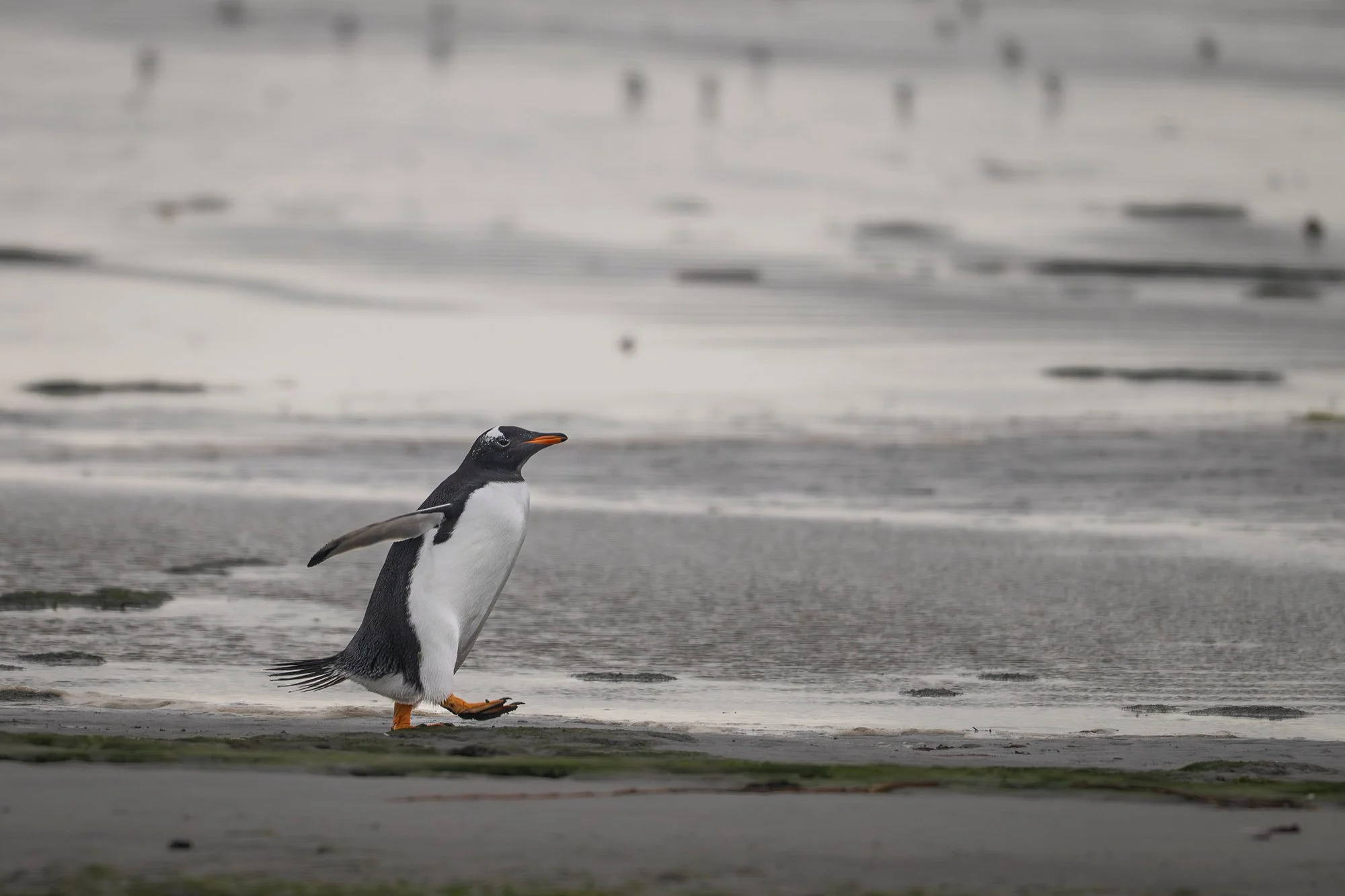 Marching on the Beach