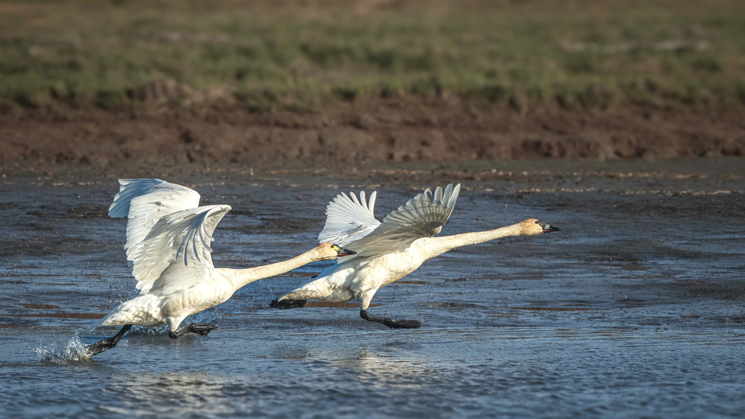  Tundra Swans ready for take off