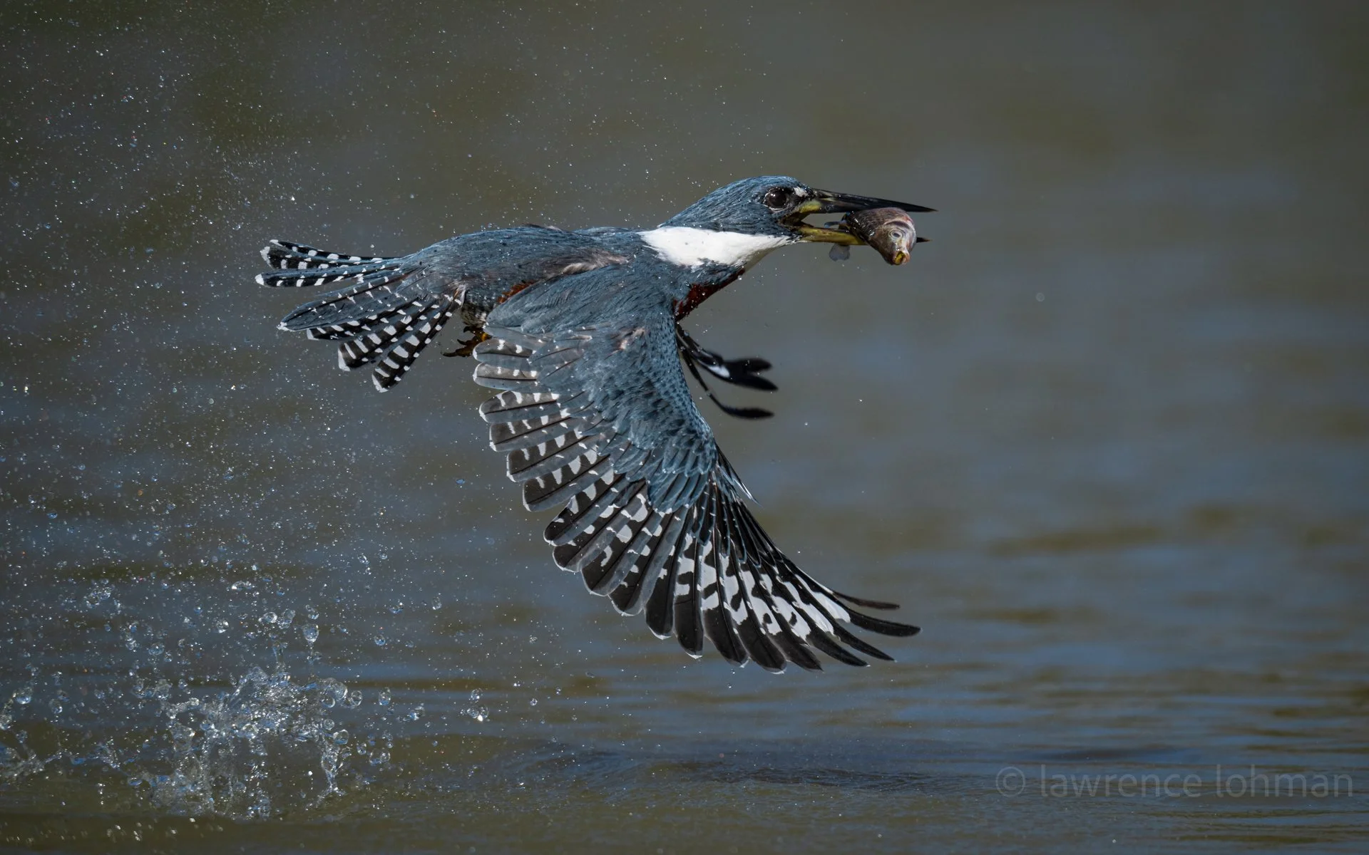 "GOTCHA 3" Ringed Kingfisher