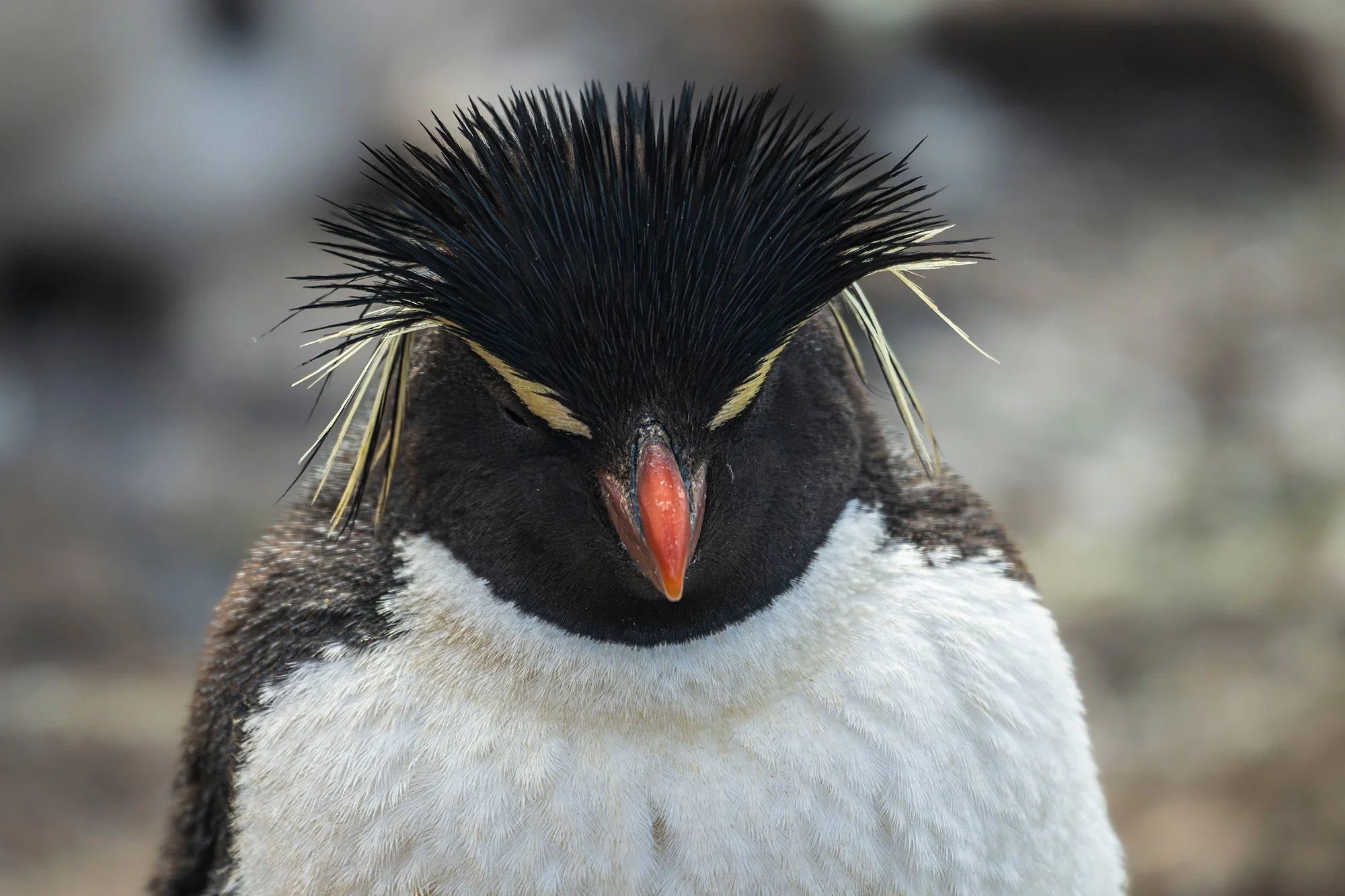 Rockhopper Penguin