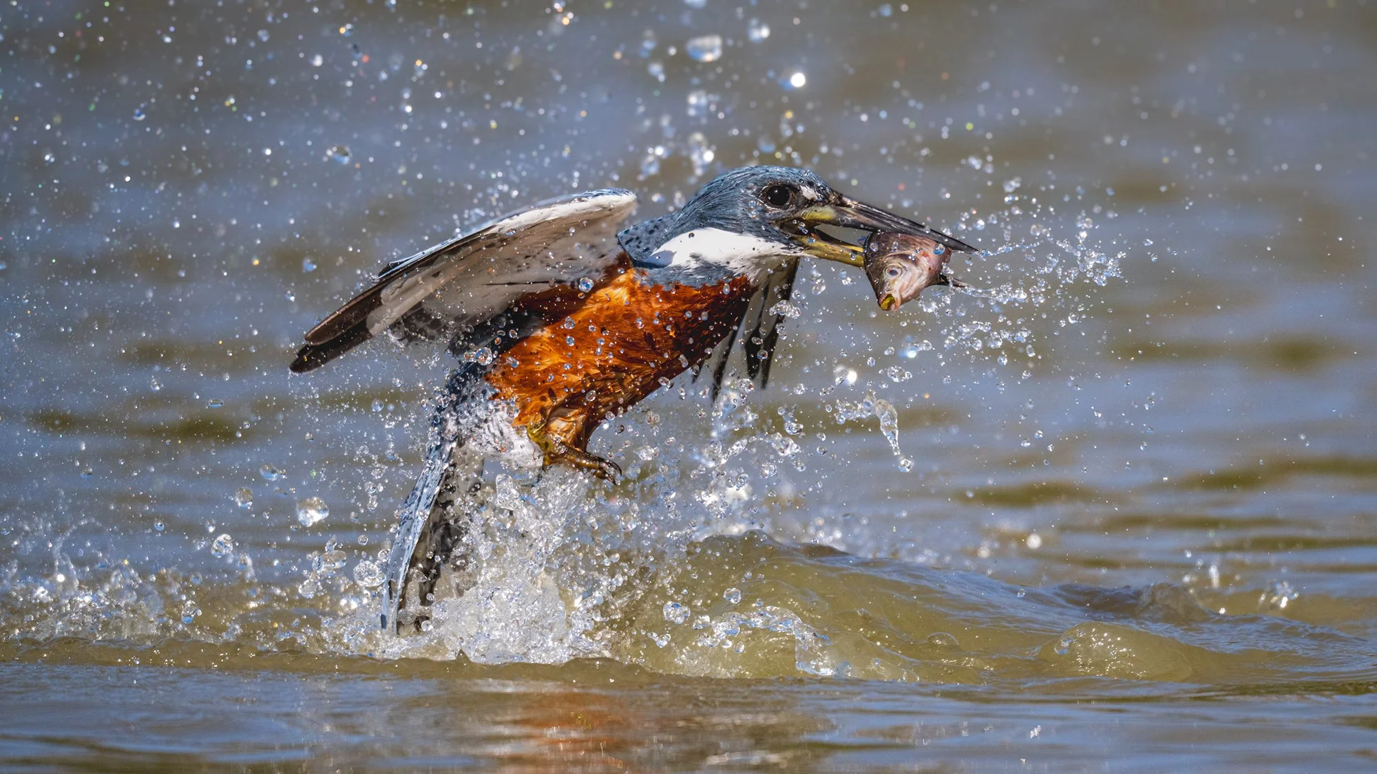"GOTCHA 2" Ringed Kingfisher