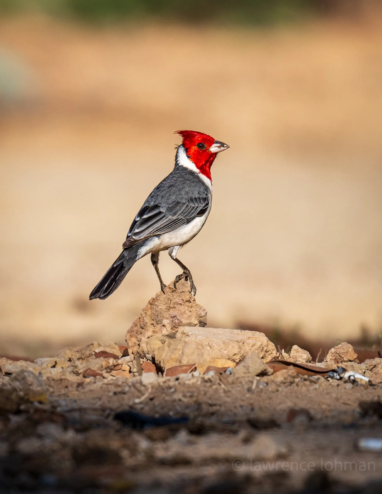 Yellow-billed Cardinal