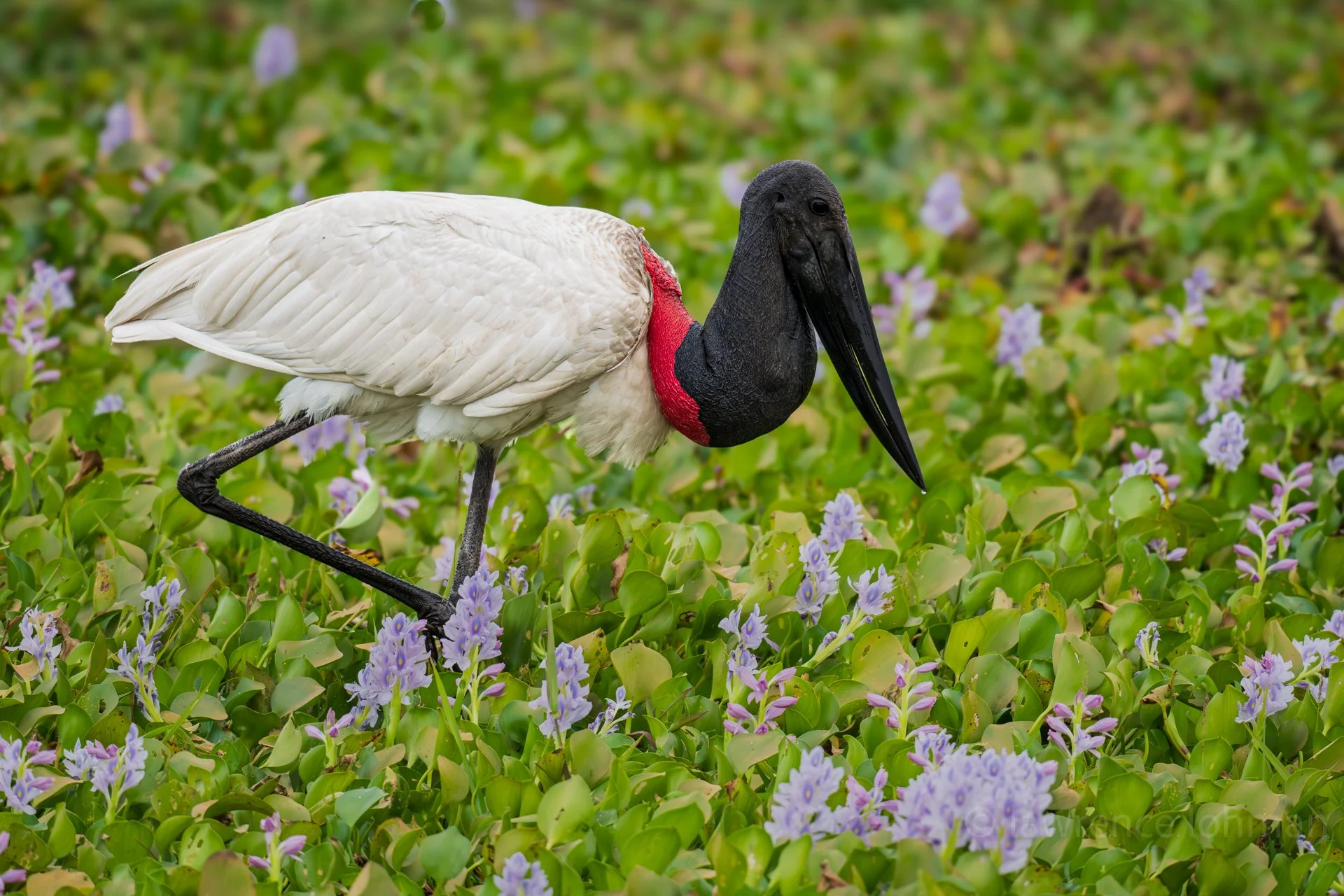 Jabiru Stork