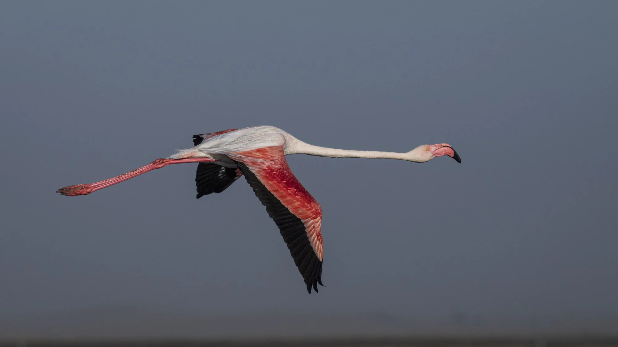 Flamingo in flight, Wallis Bay Bird sanctuary, Namibia 