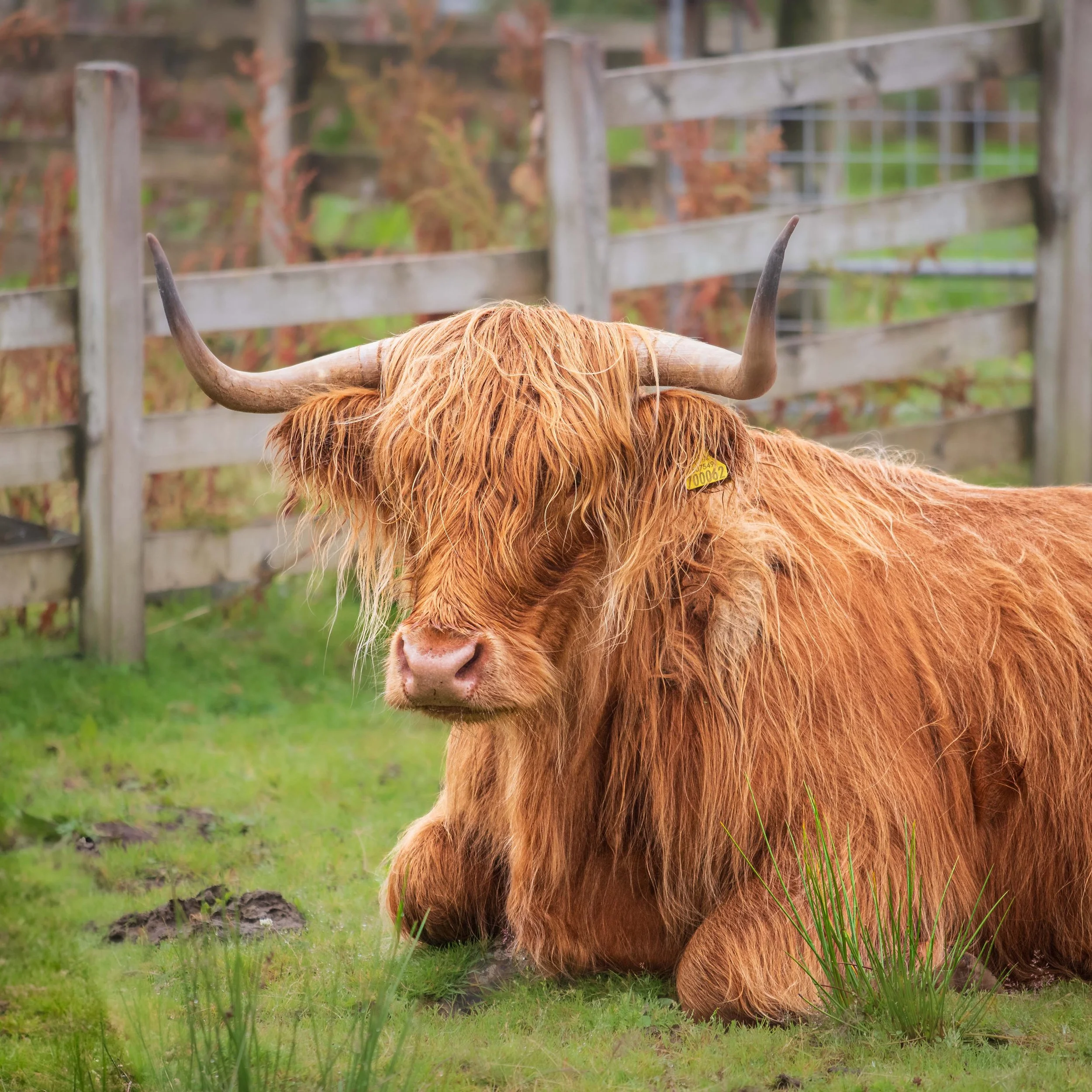 Scottish Highland Cattle