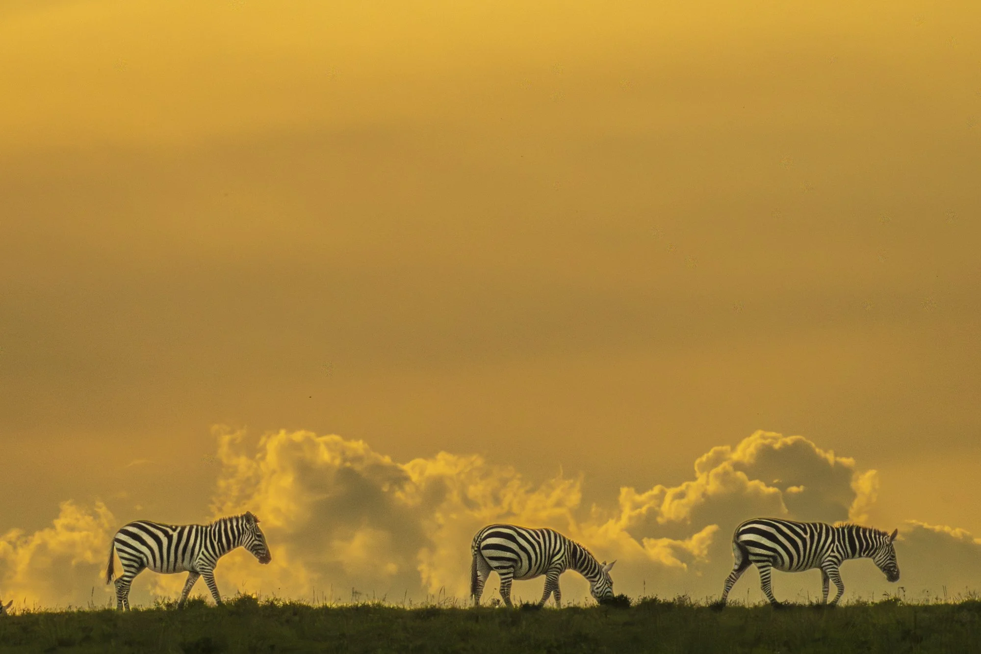 Zebras sunrise, Masi Mara, Kenya 