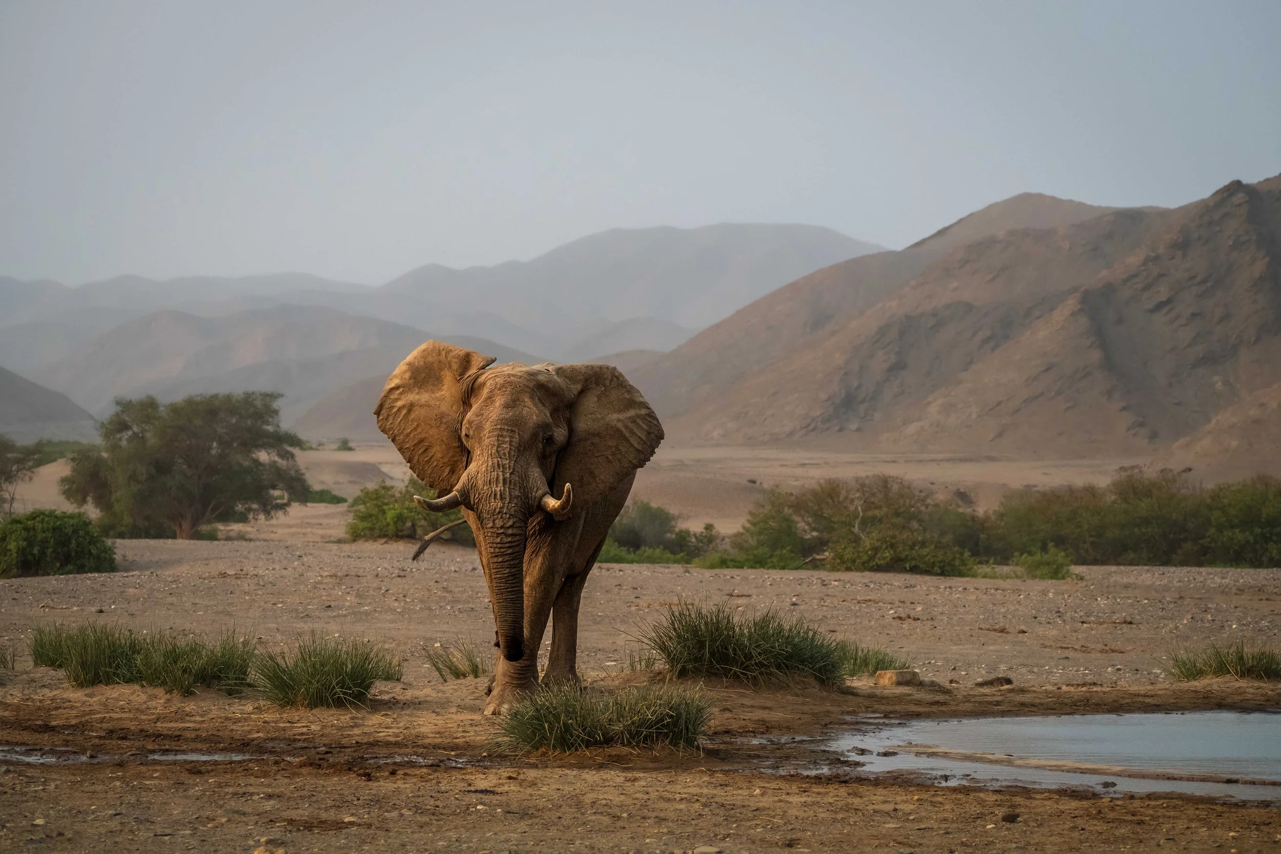 Desert Elephant, Namibia