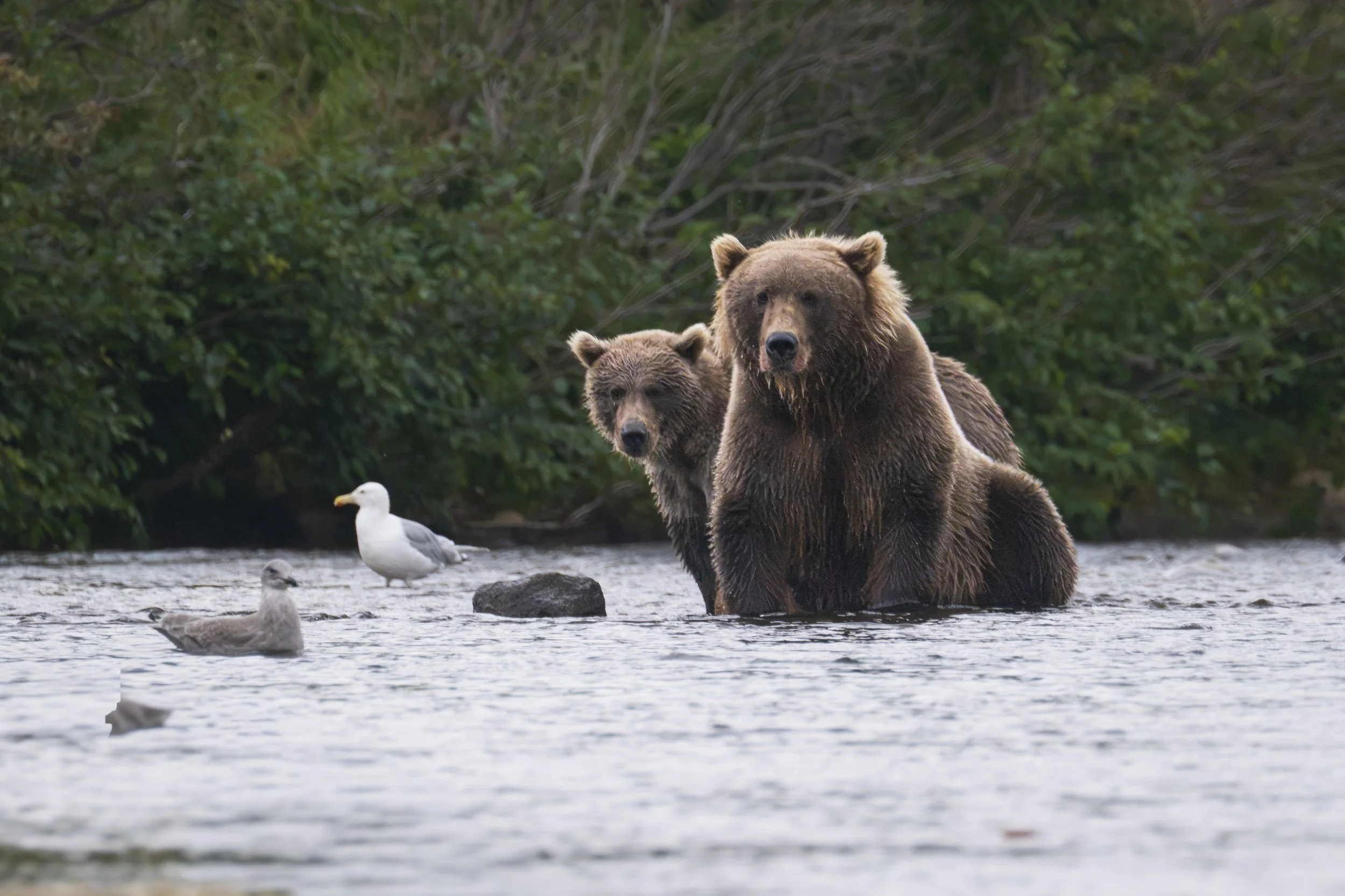 Mom and 2 year cub