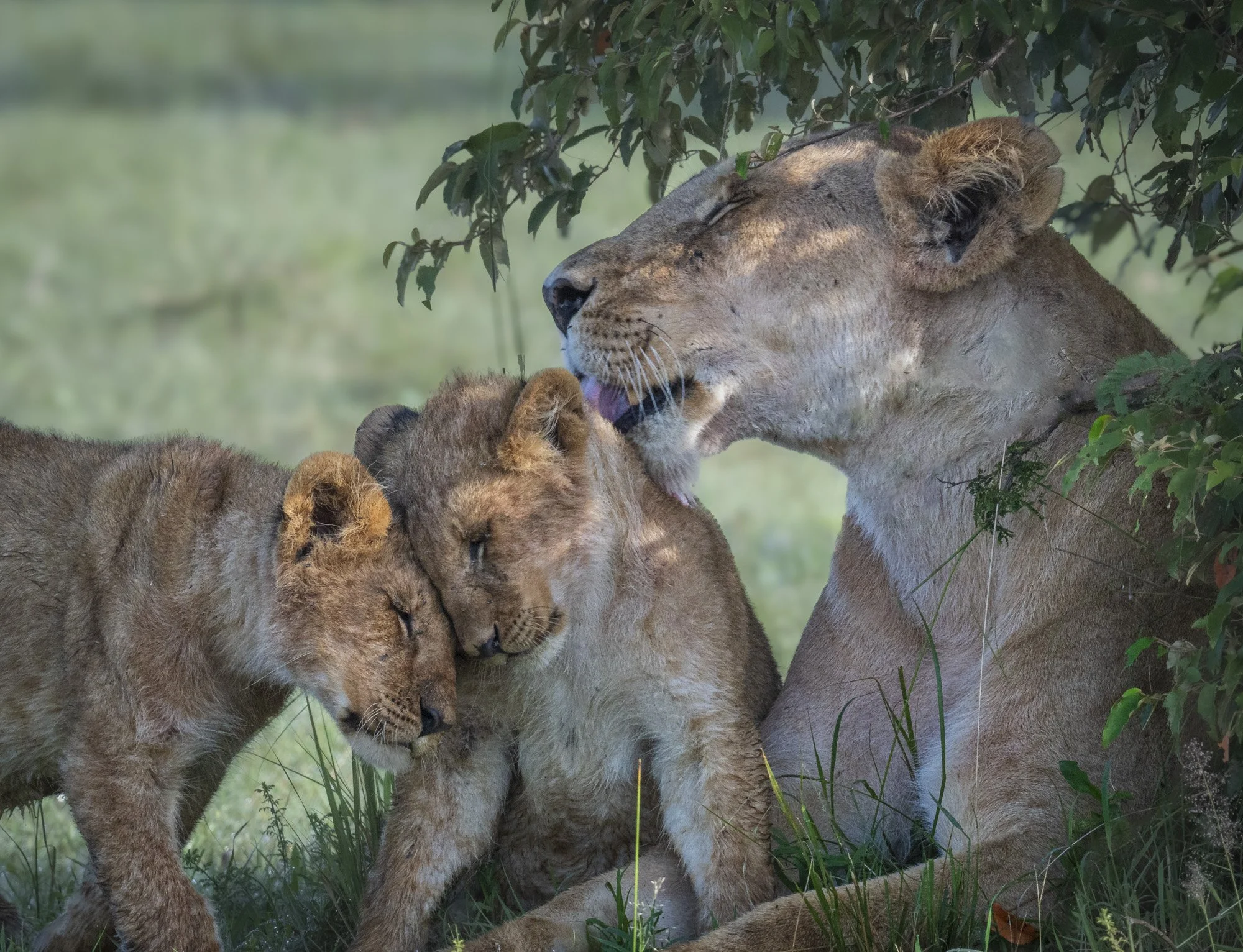 Mothers Day, Kenya 