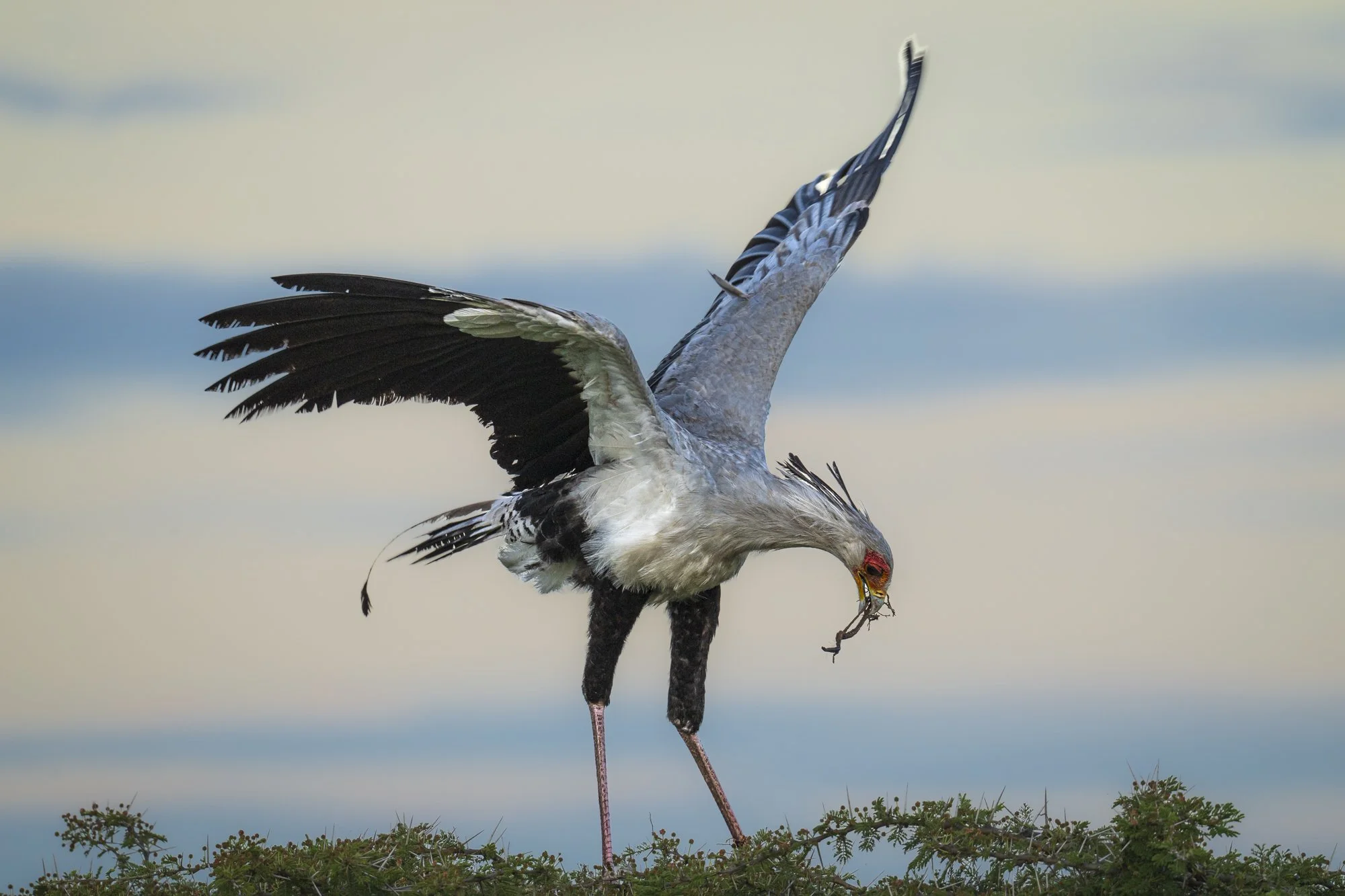 Secretary Bird, Kenya 