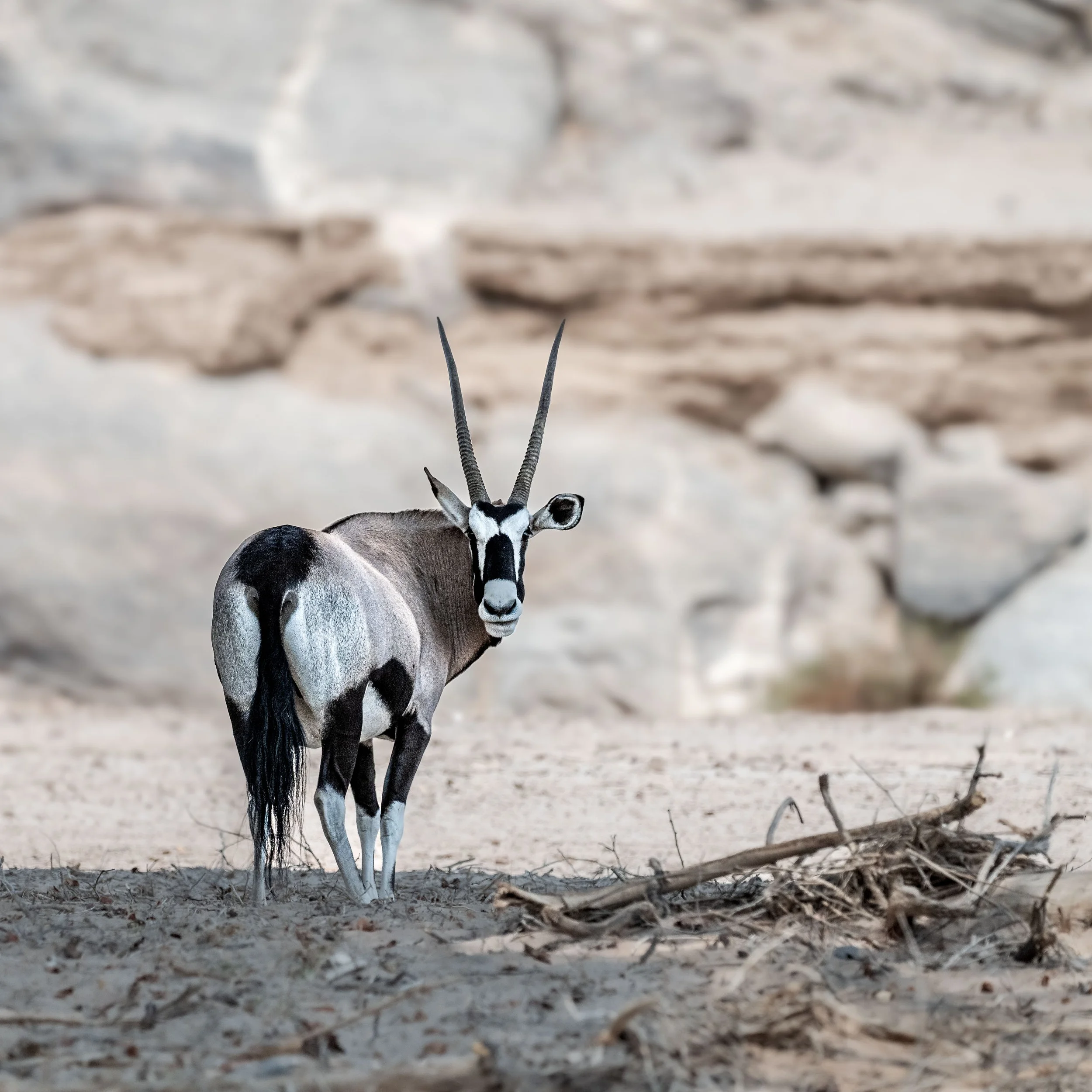 Oryx, Namibia