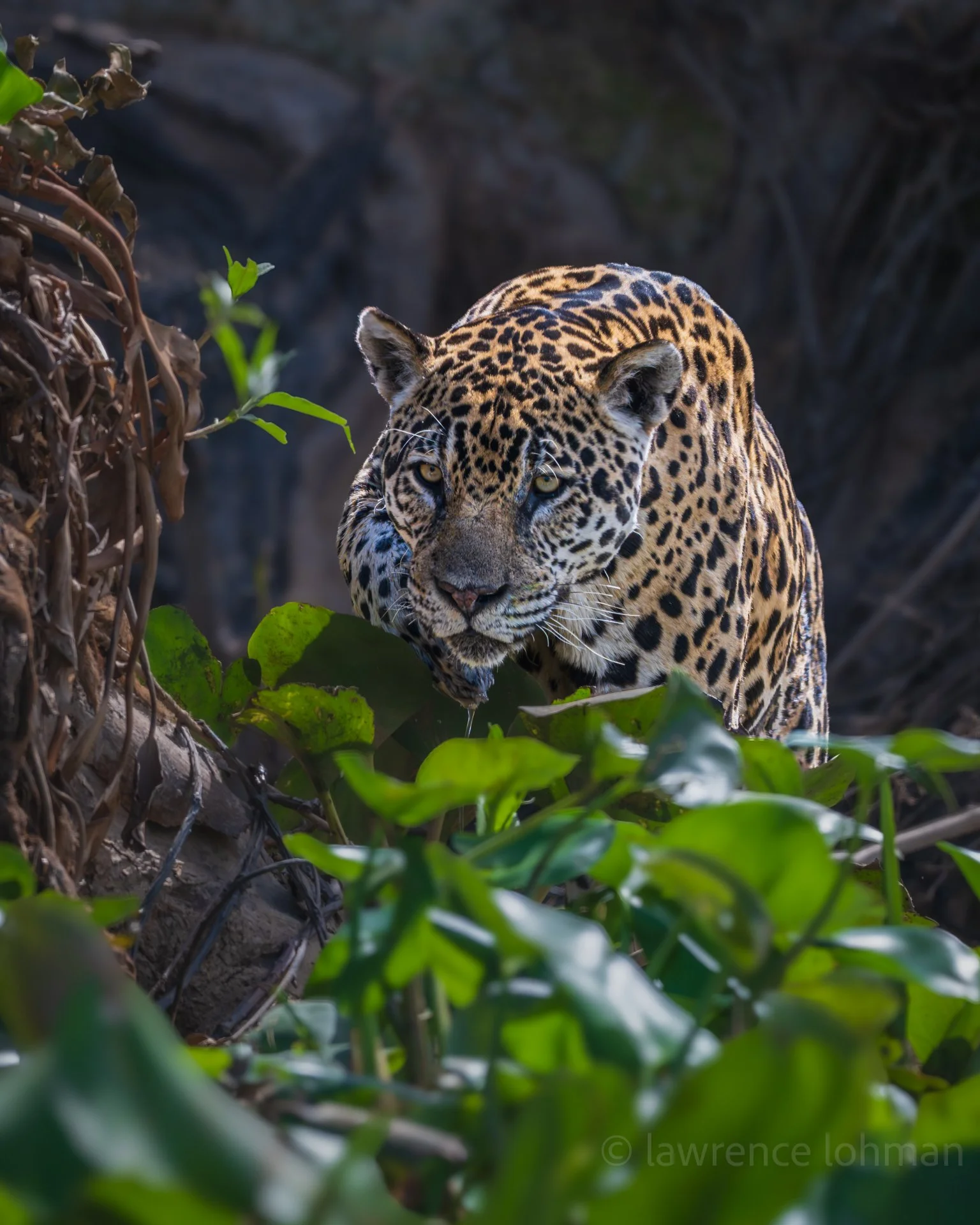 Jaguar on the Prowl