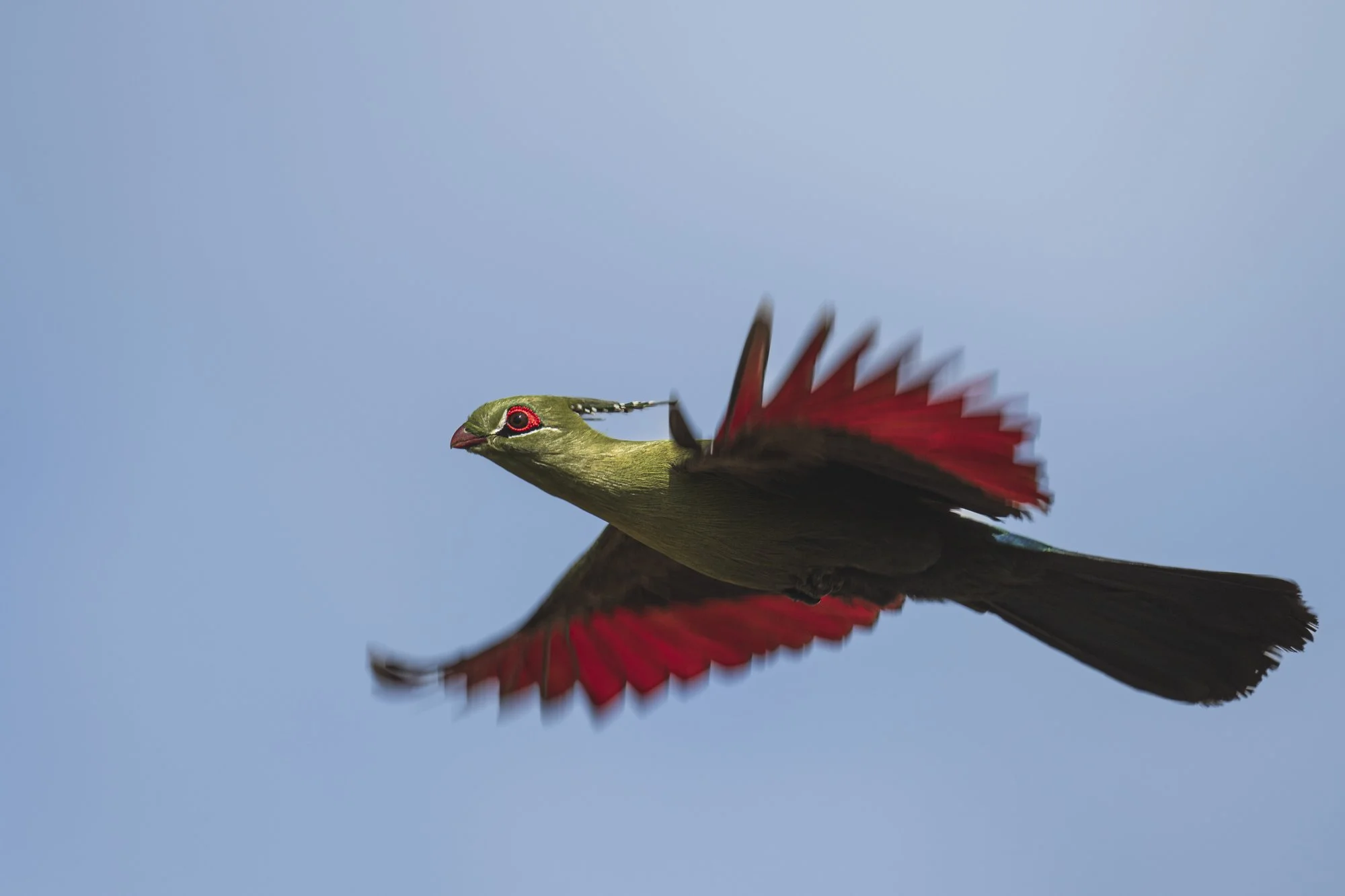 Hartlaub's Turaco, Kenya 