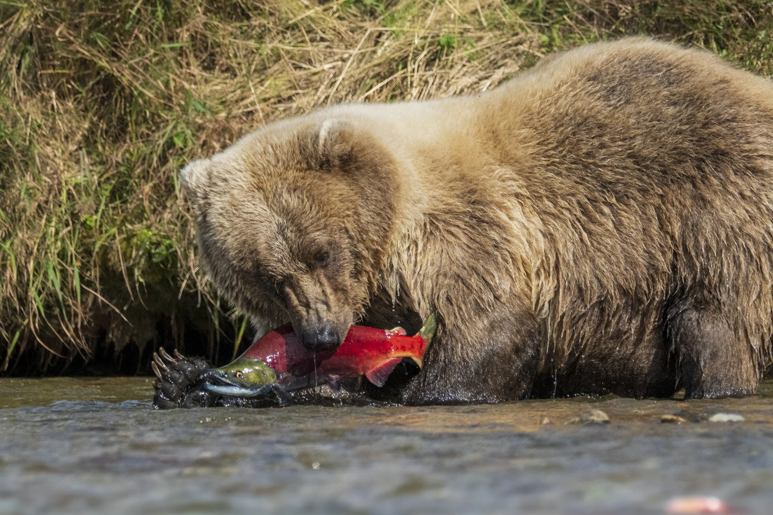 Katmai natl park, Grizzly with sockeye salmon