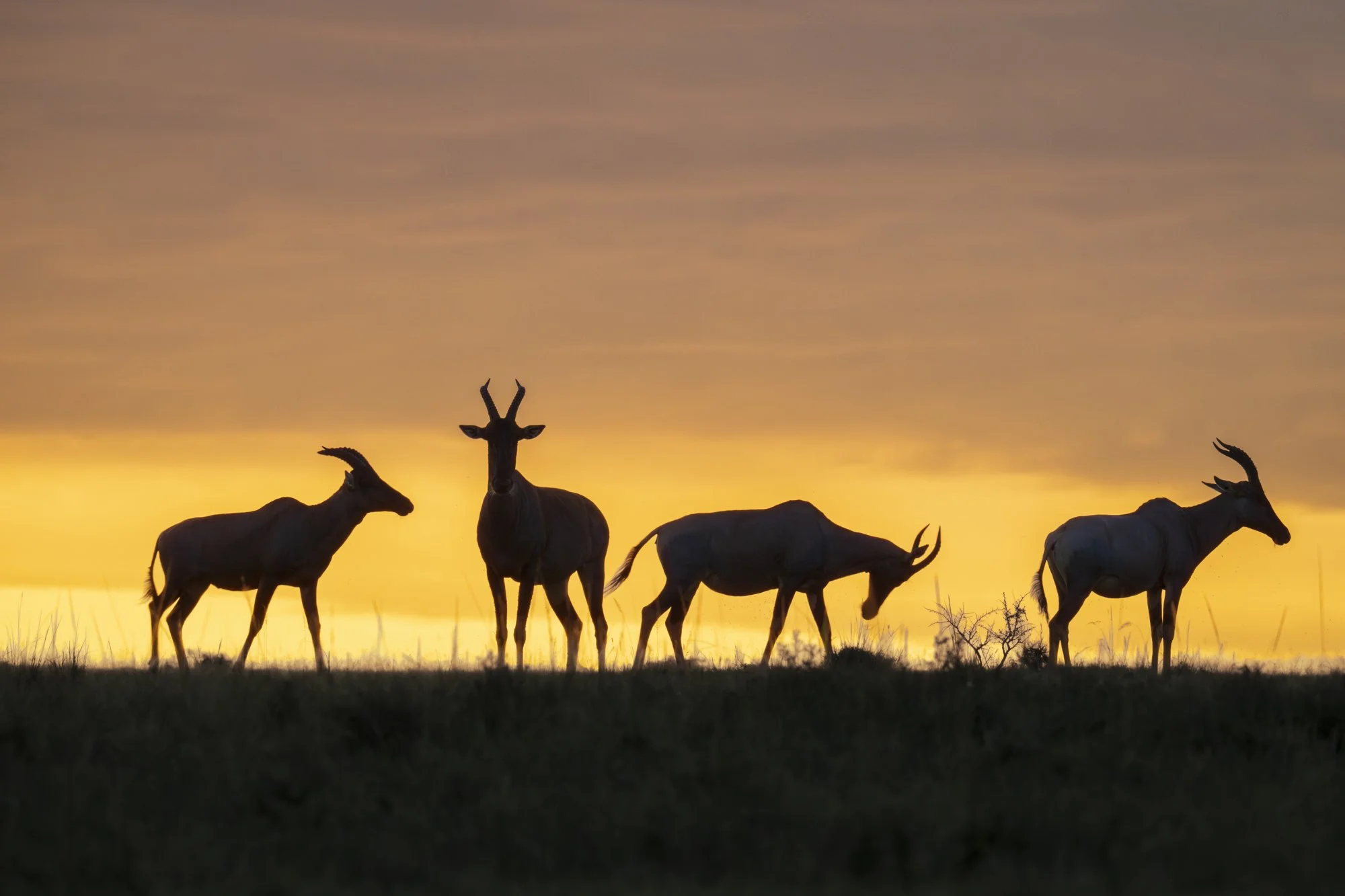 Topi at sunrise, Masi Mara, Kenya 