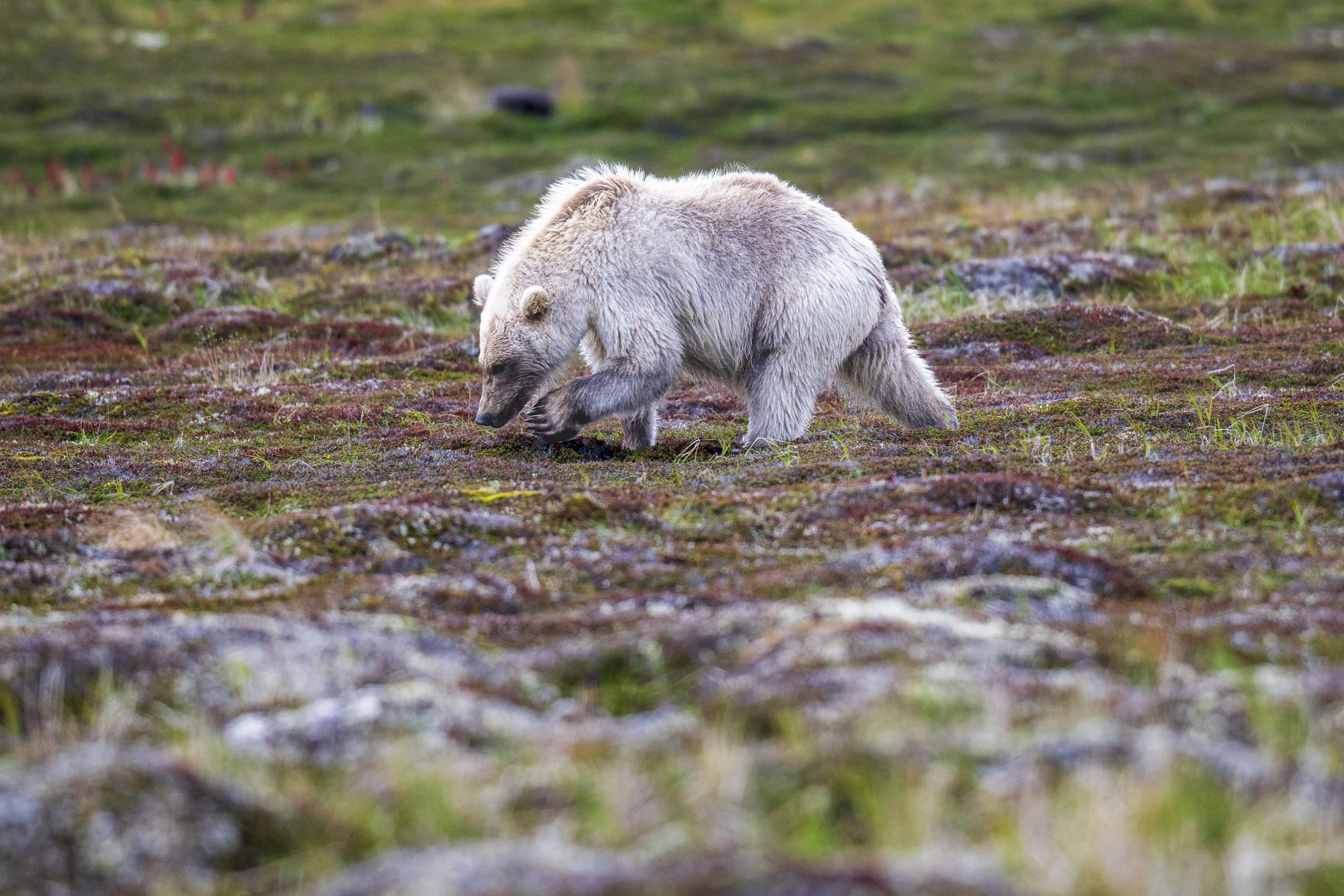 Blond Variant Grizzly