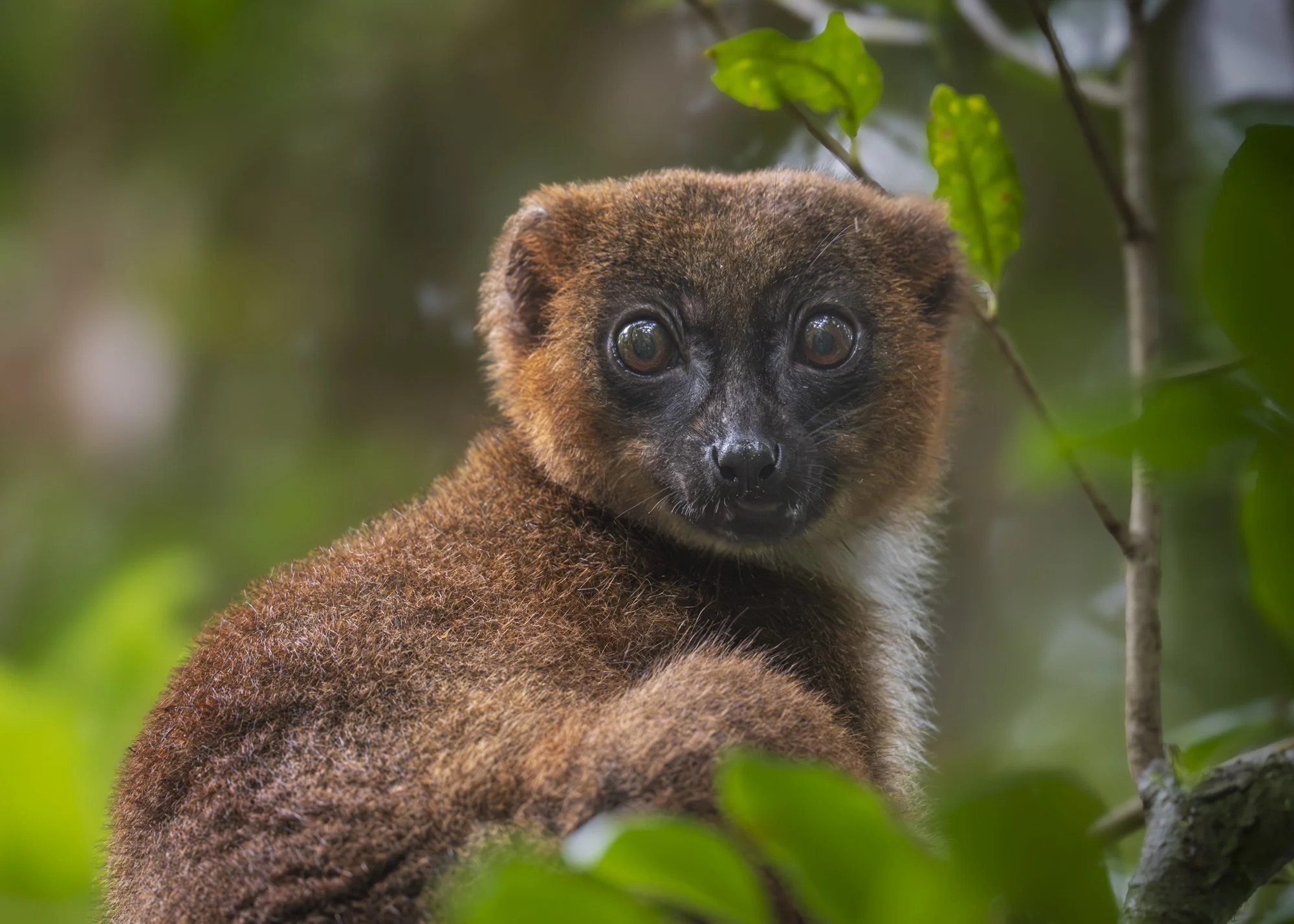 Lemur, Madagascar 