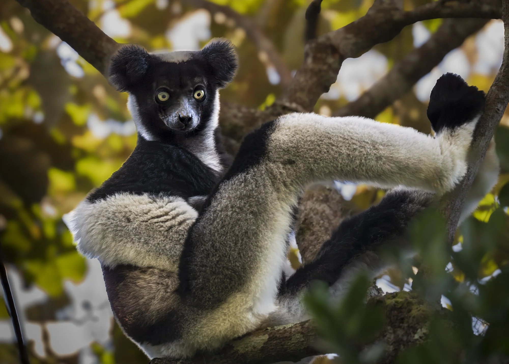 Indri Lemur, Madagascar, "Taking a Break!"