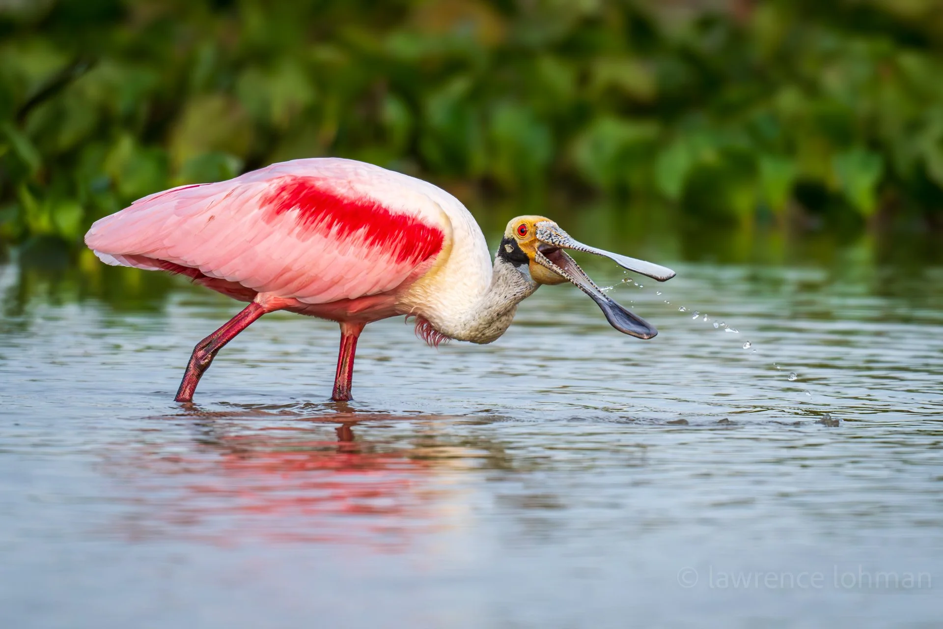 Roseate Spoonbill