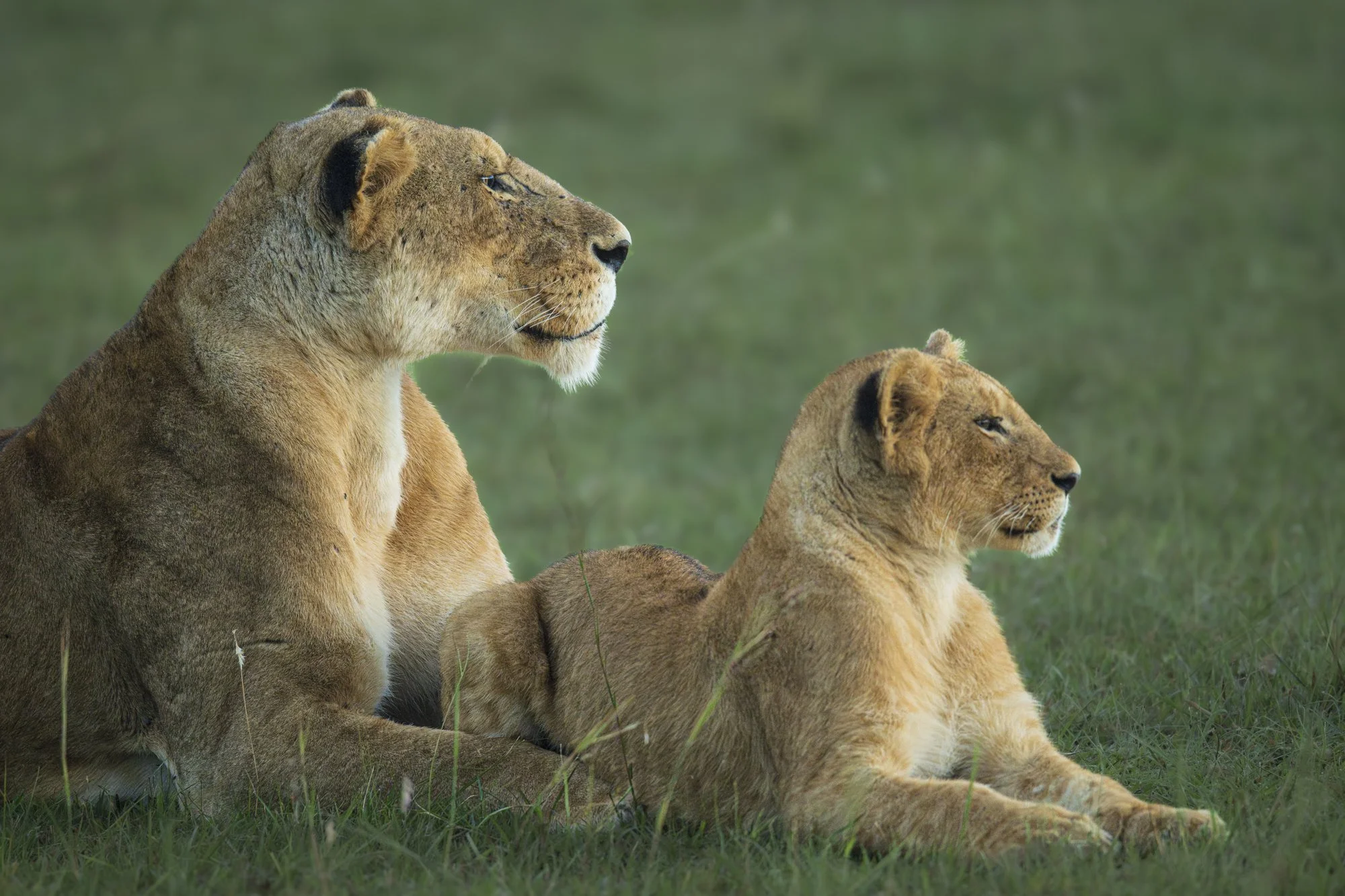 Mom and Cub, Kenya 