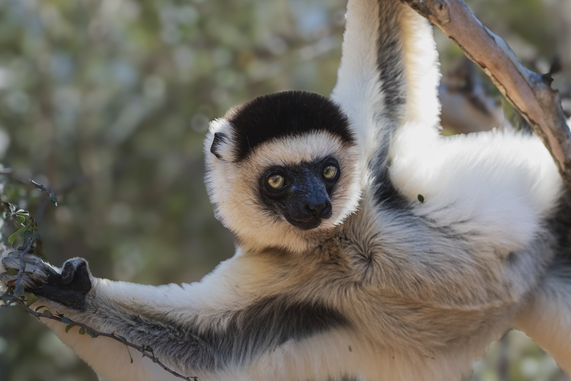 Madagascar Lemur 