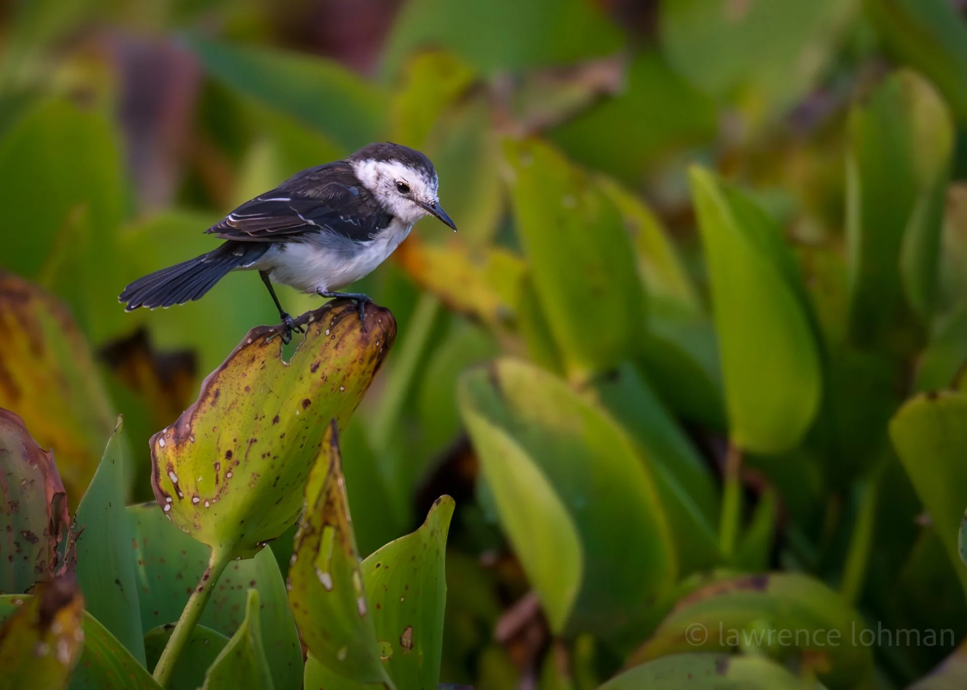Black-backed Water Tyrant
