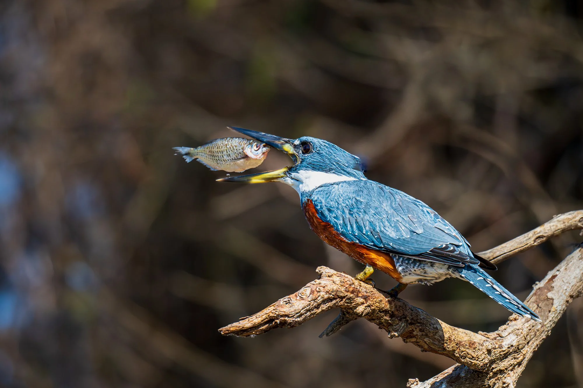 "UP FOR GRABS" Ringed Kingfisher