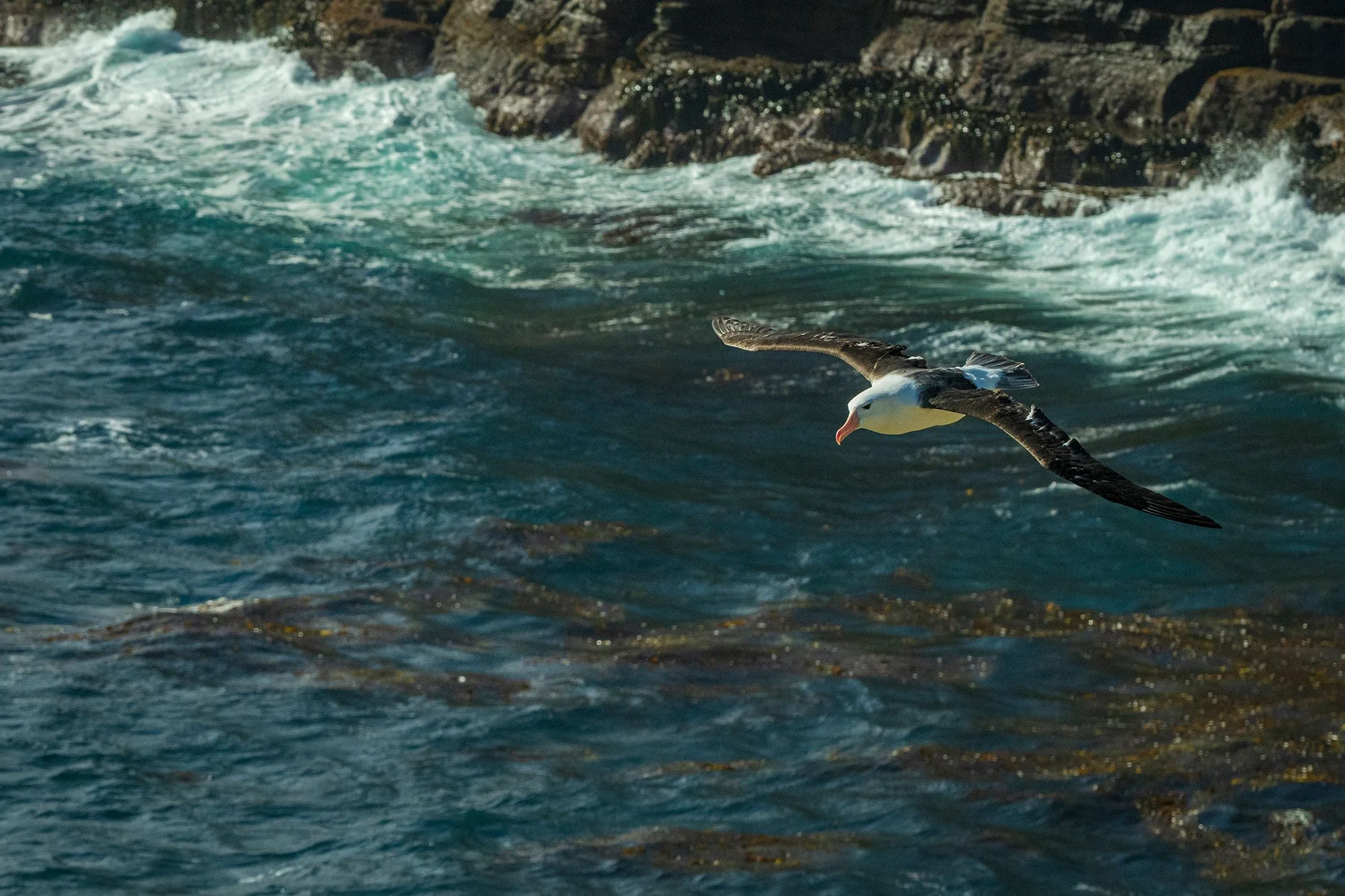 Albatross, Falklands