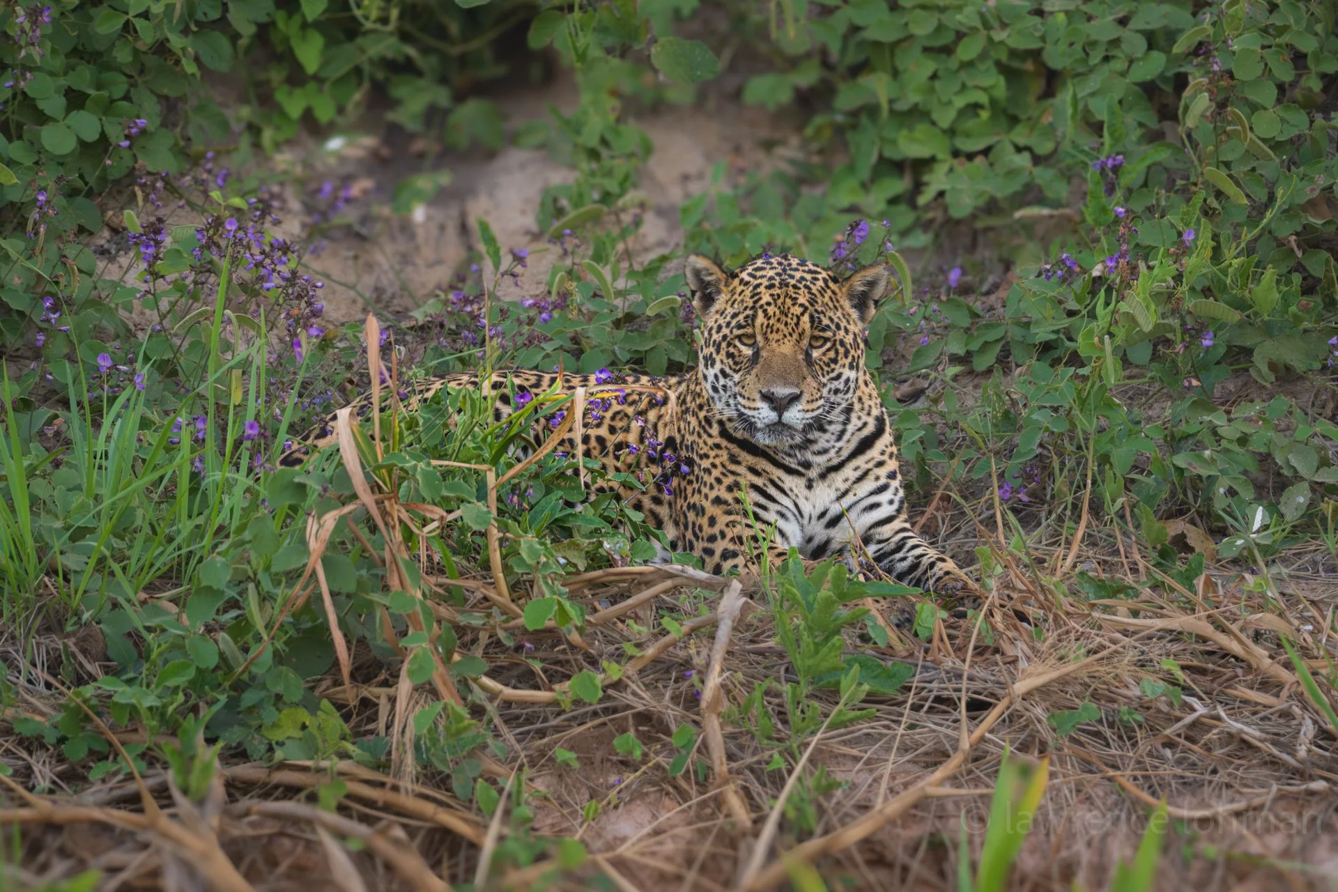 Resting Jaguar
