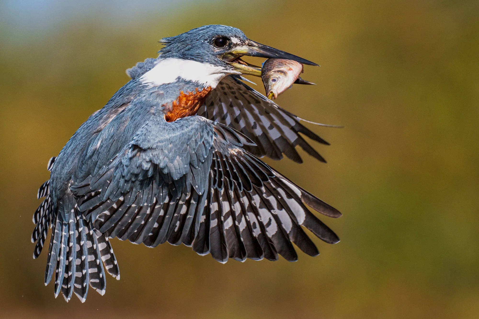 "GOTCHA 4" Ringed Kingfisher